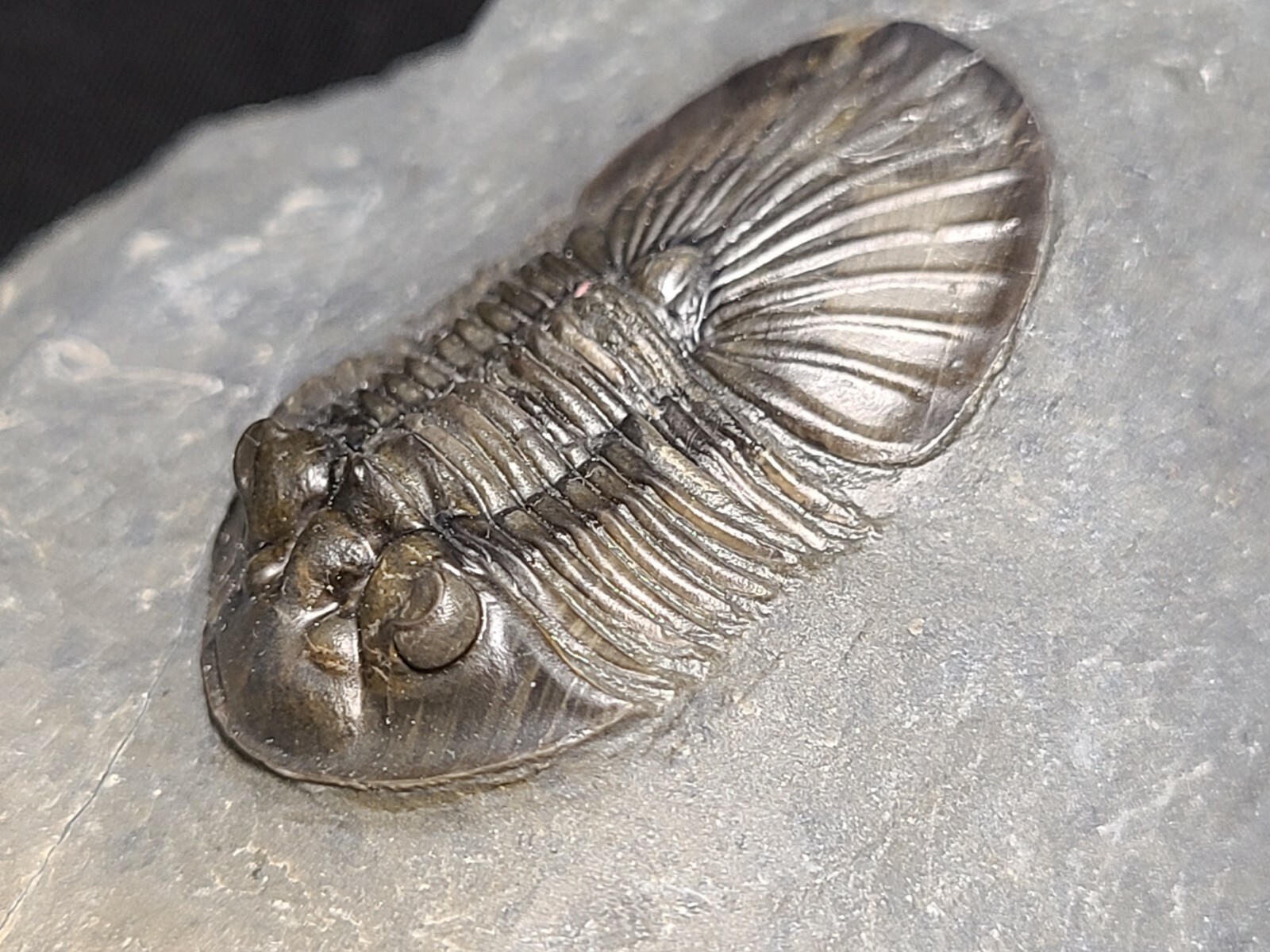 Top Quality double Scabriscutellum trilobite fossil from the Devonian Morocco