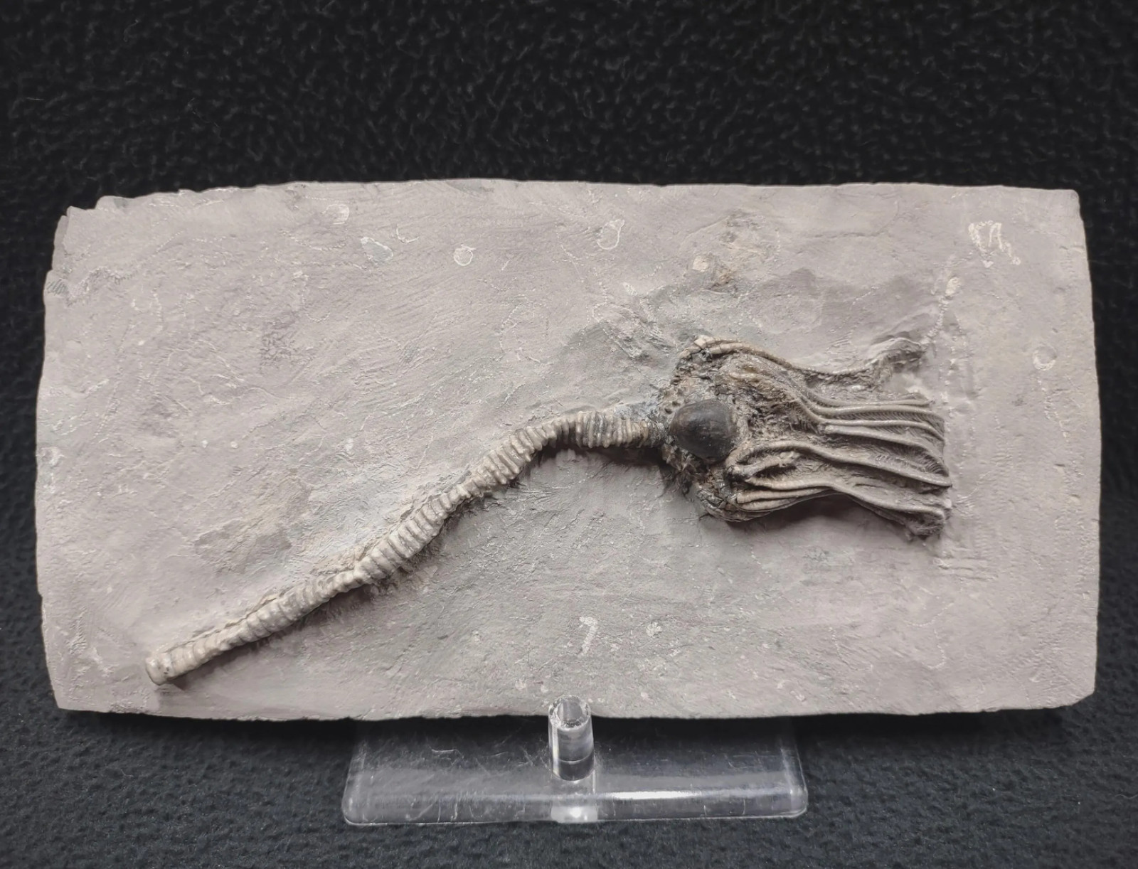 Gastropod on Fossil Crinoid, Crawfordsville, IN