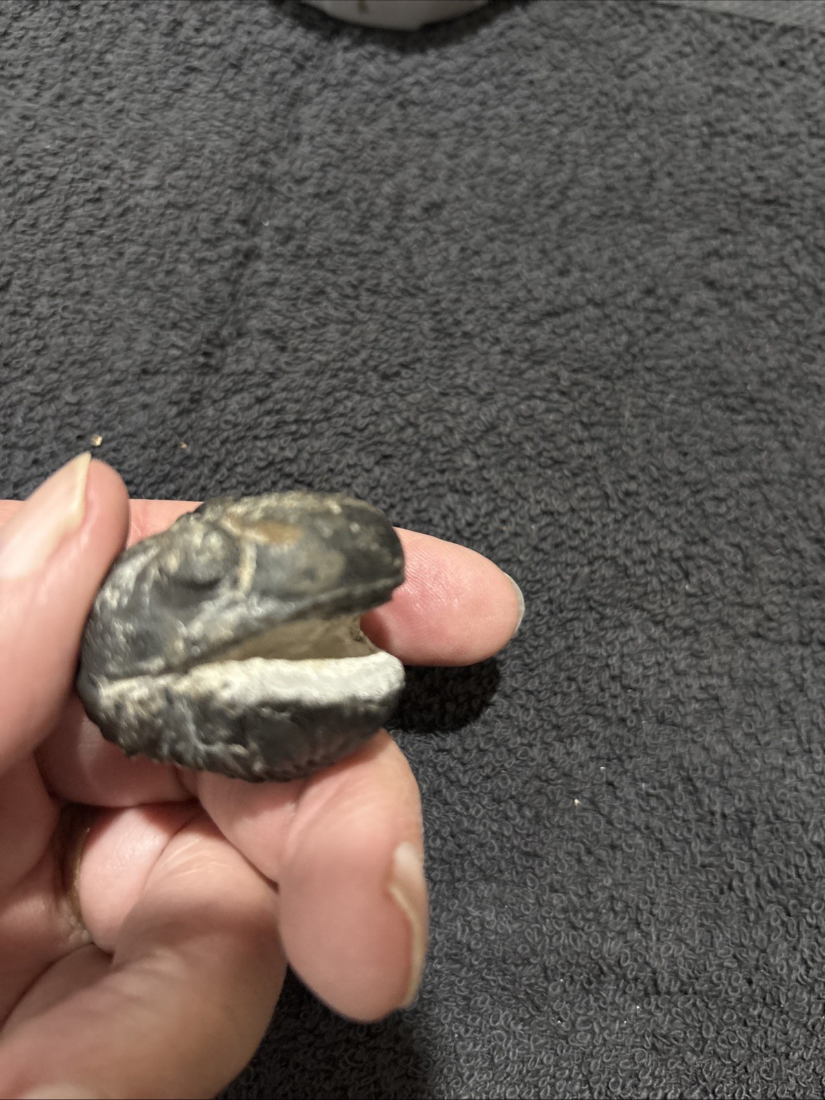 Rolled Pedinopariops Devonian. A Bit Rough, But Still Pretty Good. Good Size