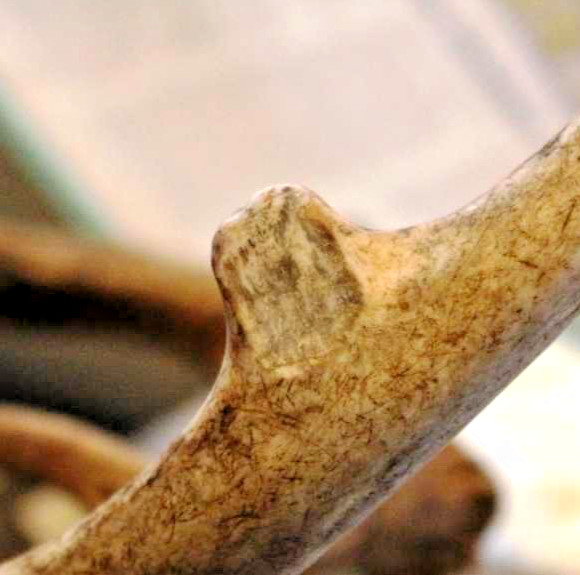 ALL-GAME The Antler Repair Material - FIX BROKEN & MISSING POINTS TINES - SMALL