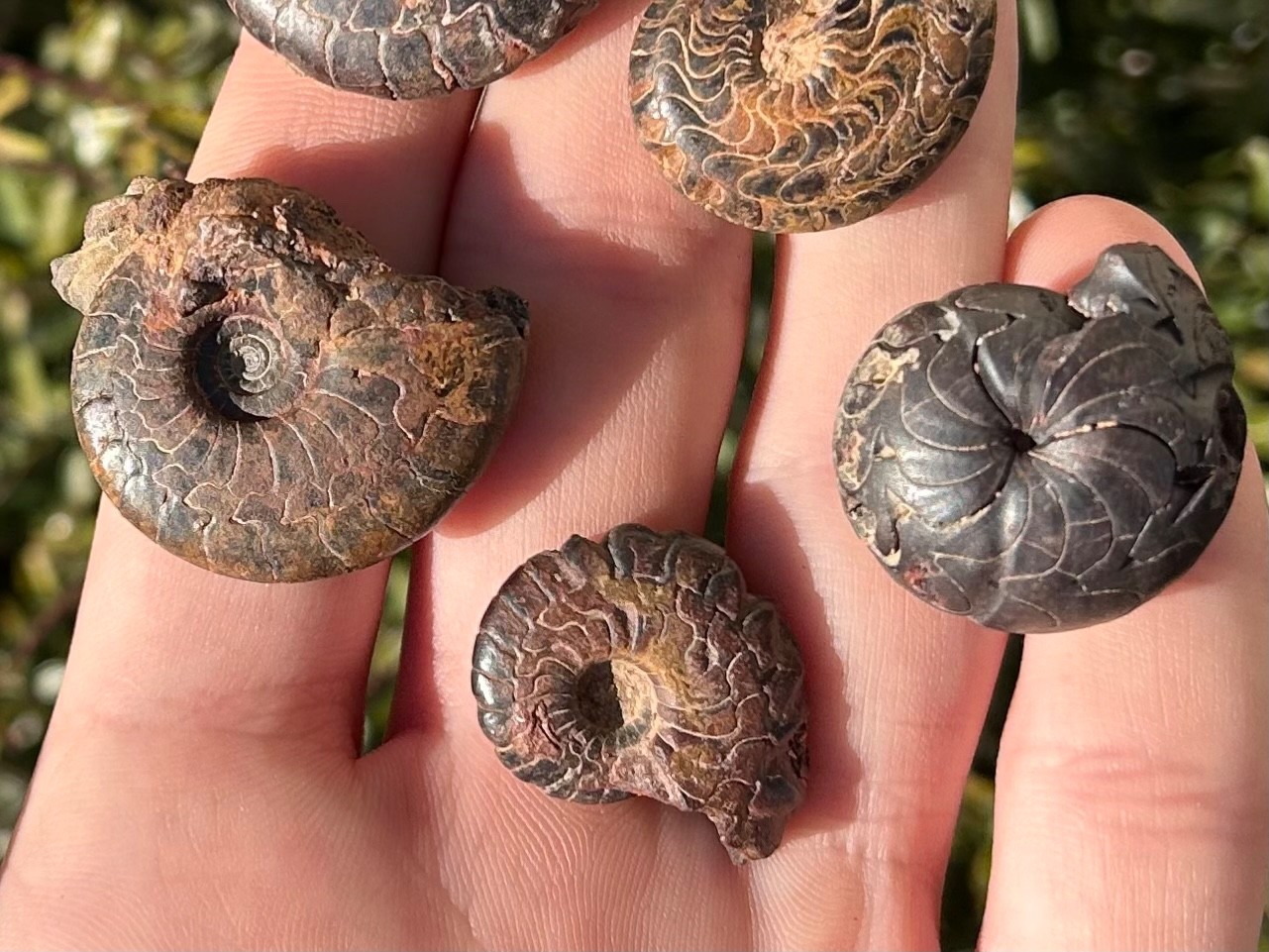 Fossil Goniatites LOT OF 5 Morocco Ammonite Devonian Age
