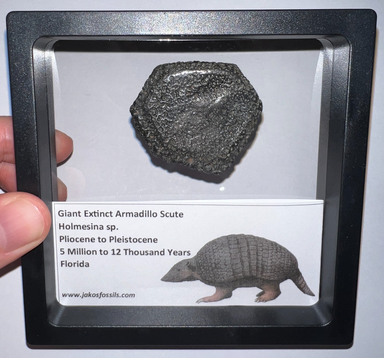 RARE Ice Age Fossil HOLMESINA GIANT ARMADILLO Scute Bone Armor Lot ONE PER ORDER