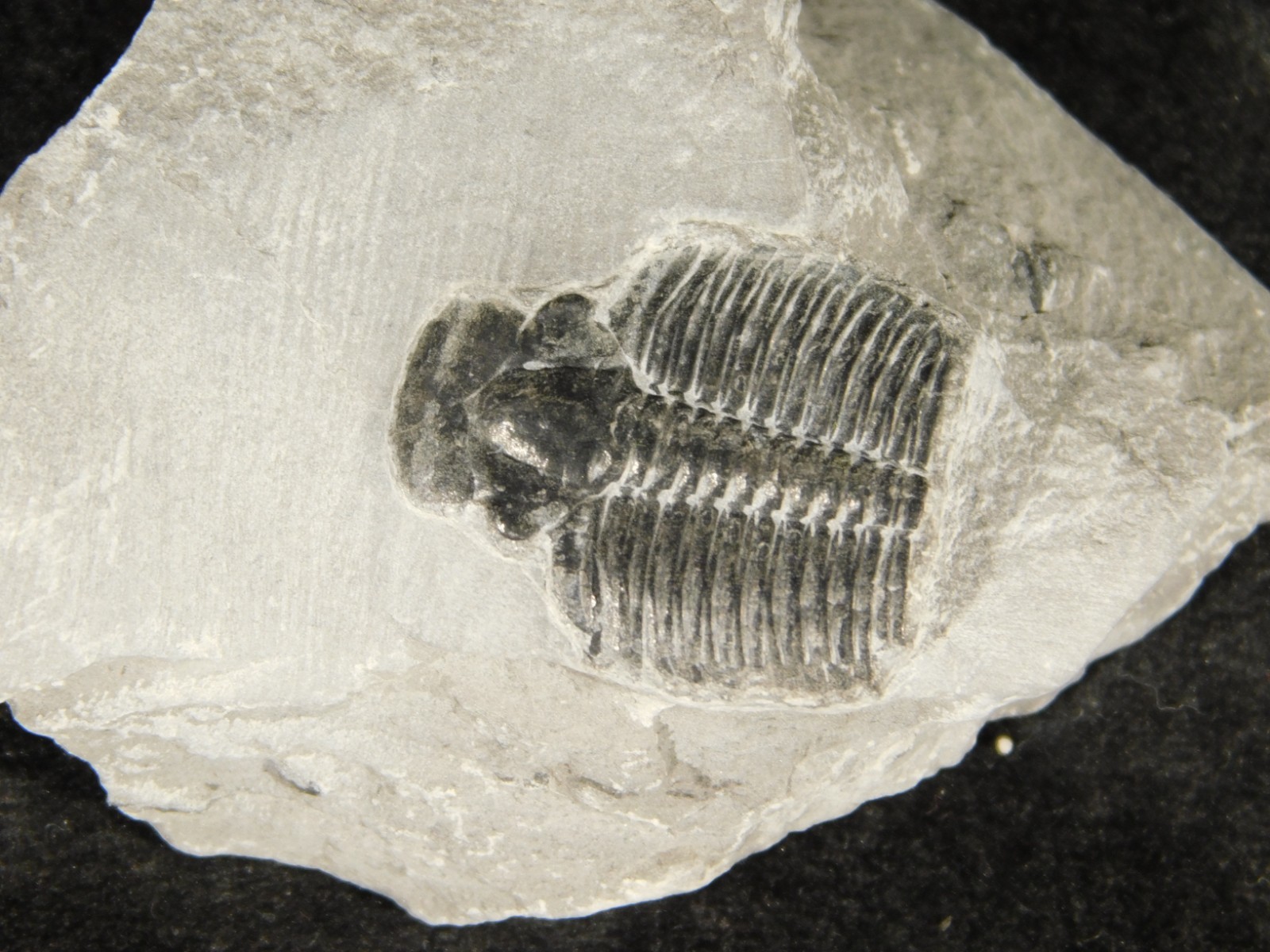 BIG Lot of TEN! 100% Natural Elrathia TRILOBITE Fossils in Matrix Utah 379gr