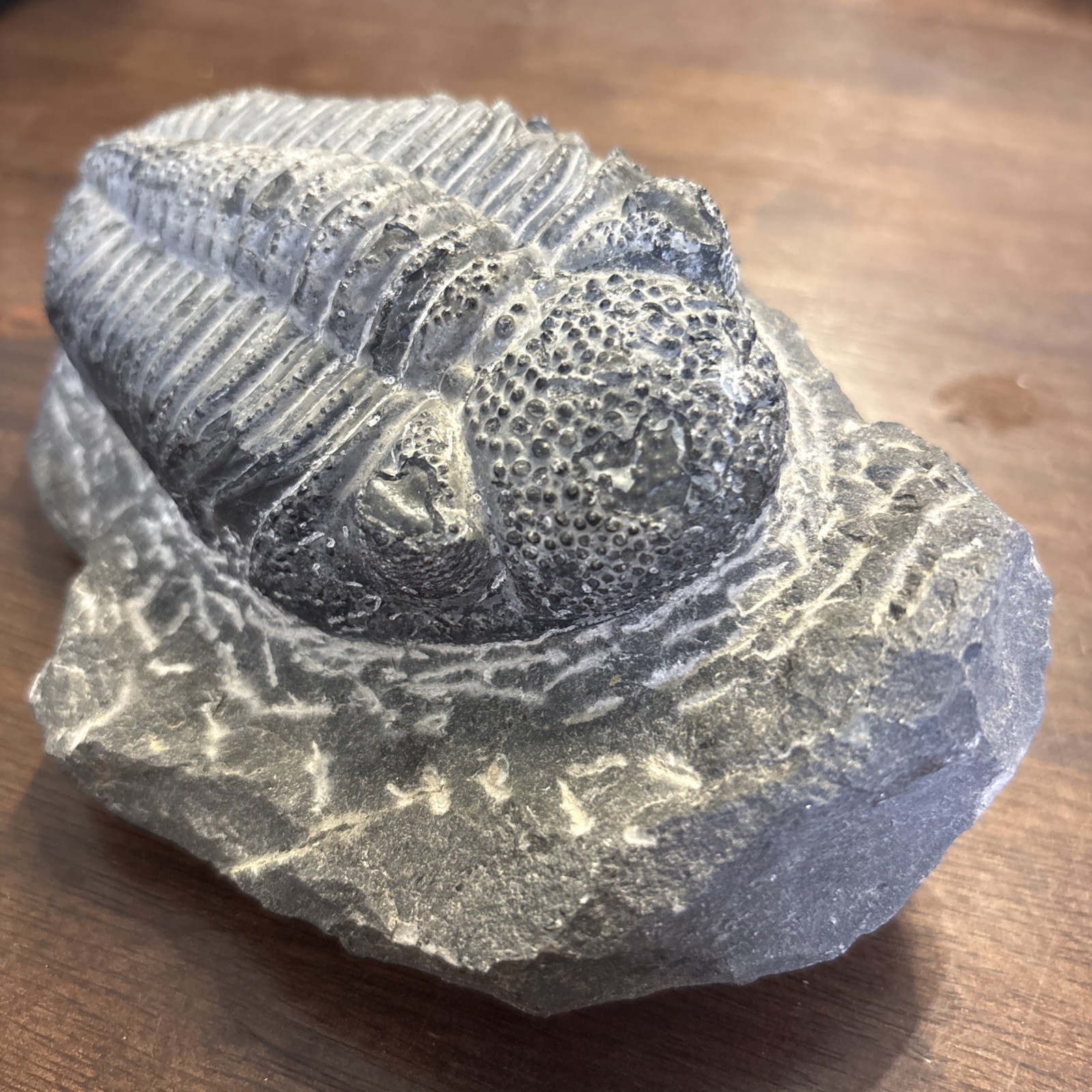 Trilobite In Matrix Paleozoic Fossil 300 Million Yrs Large