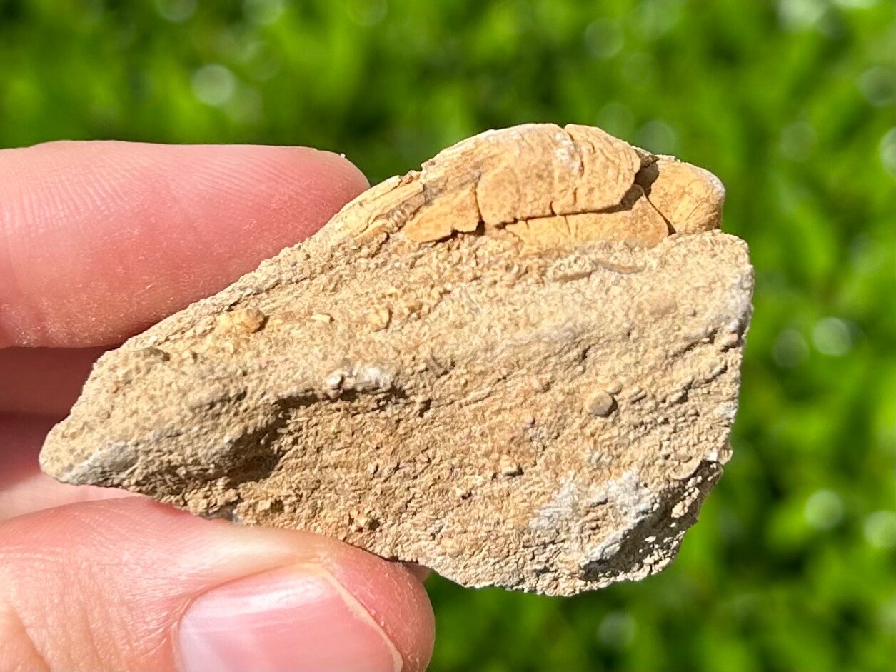 Fossil Blastoid in Matrix Pentremites pyriformis Alabama Bangor Limestone Fm