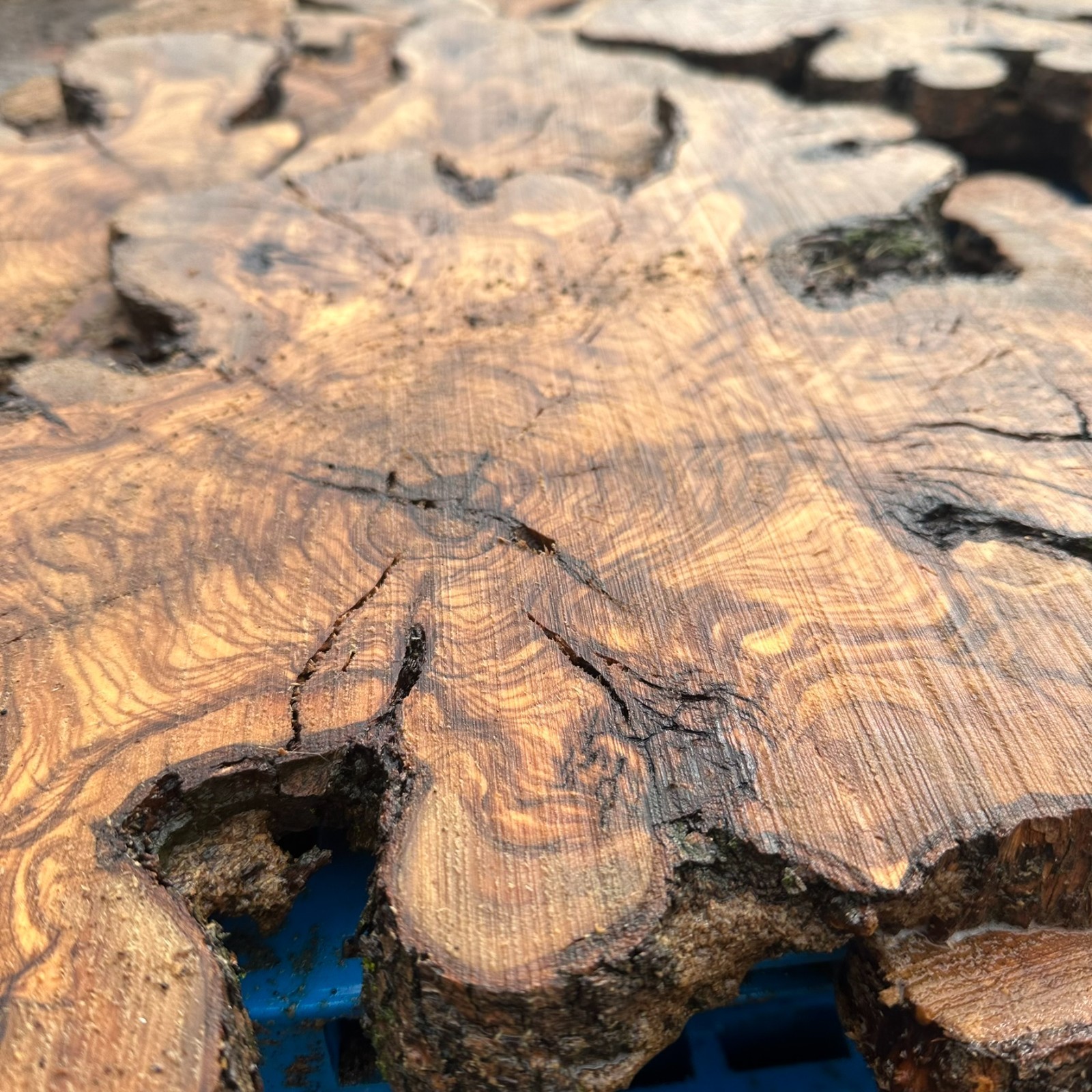 Set of 5 Olive Wood Live Edge Burl Cookies for Resin Projects, Wood Art