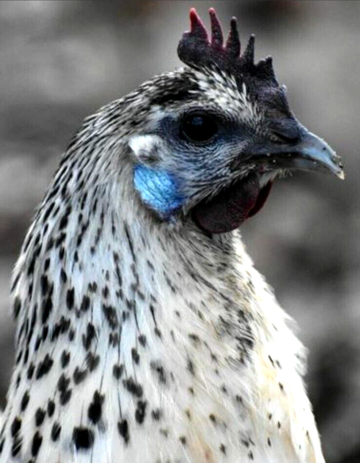 6 NPIP/AI Clean RARE! MOSAIC Chicken Hatching Eggs SHOW QUALITY GRADE A+++