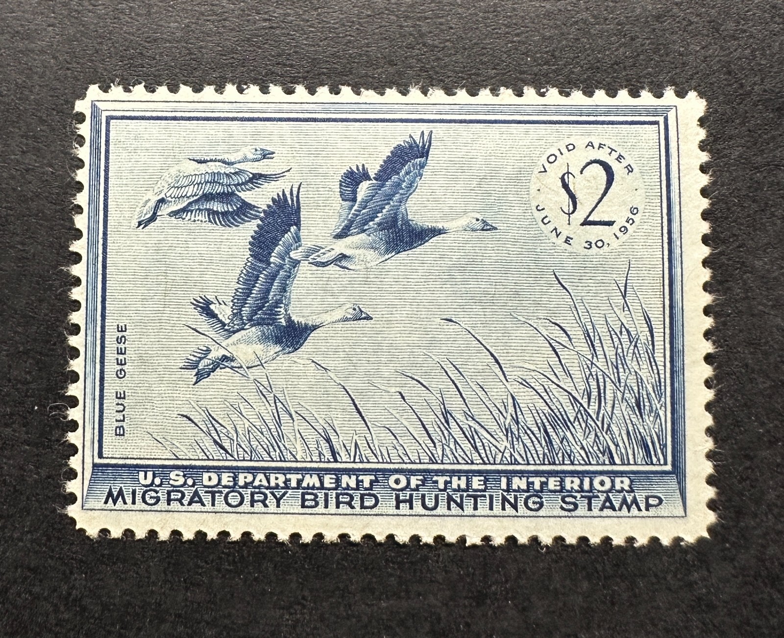 WTDstamps - #RW22 1955 - US Federal Duck Stamp - Mint OG NH