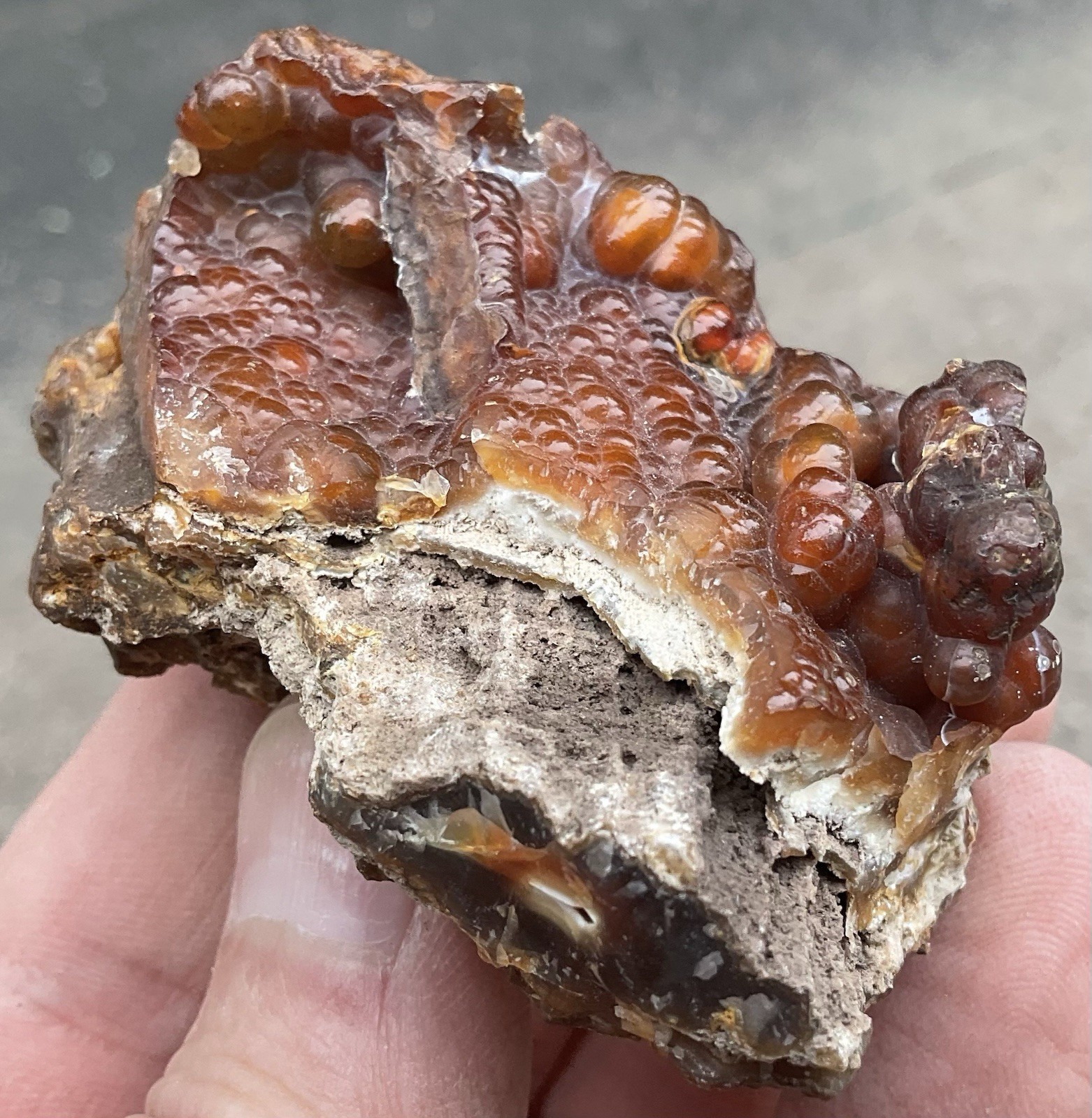 103g Botryoidal Agatized Coral Fossil Chalcedony Stalactite Florida