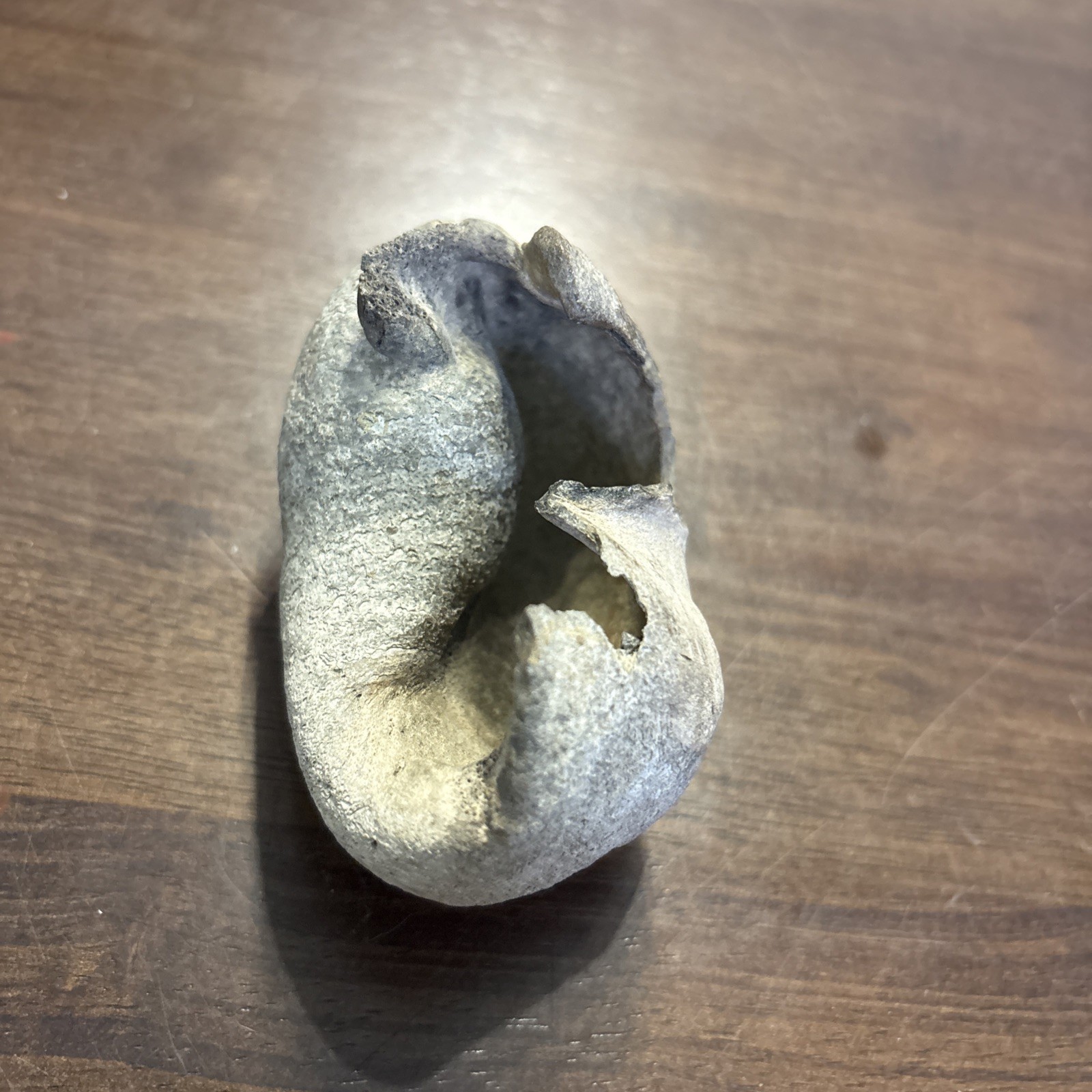 3 Inch Fossilized Whale Ear Bone Concave Rare