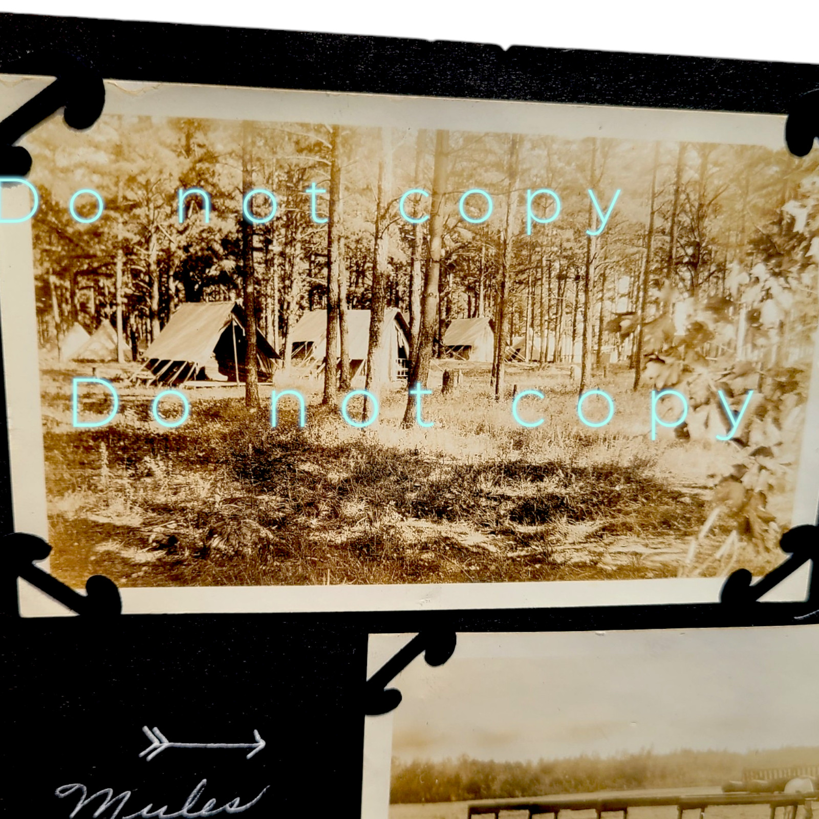 1920 Vintage Plattsburgh NY OFFICER's CAMP ORIGINAL Photo Lot Tents Mules