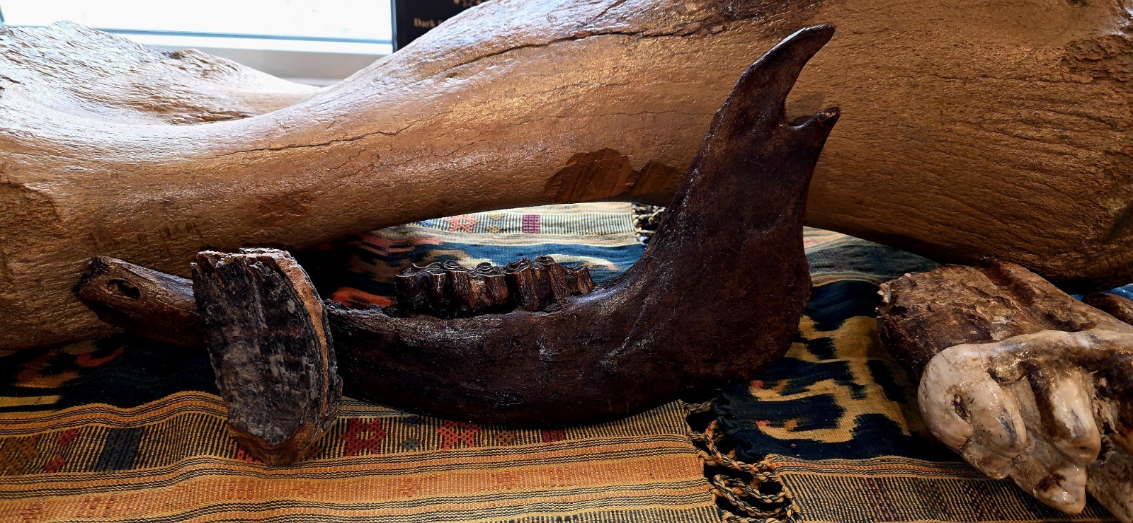 Ice Age mammal tooth & Prehistoric Bison Jaw Iowa