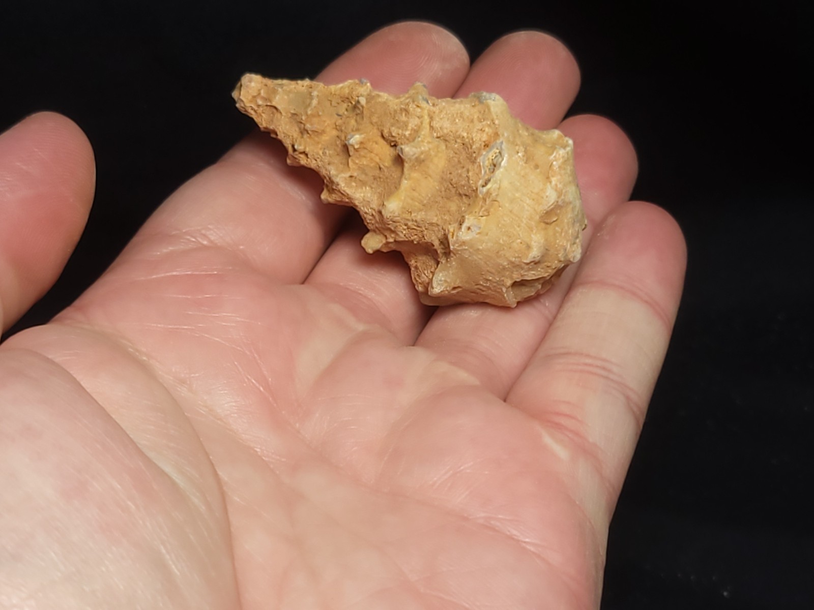 Fossil Cerithium sp. Gastropod agatized from Morocco approx. 2" (30.0 g)