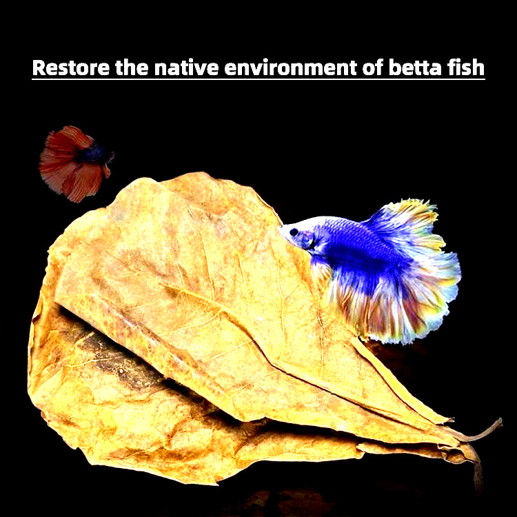 20 PCS LARGE INDIAN ALMOND LEAVES PREMIUM!! FREE SHIPPING USA!! 5-7 INCHES!!