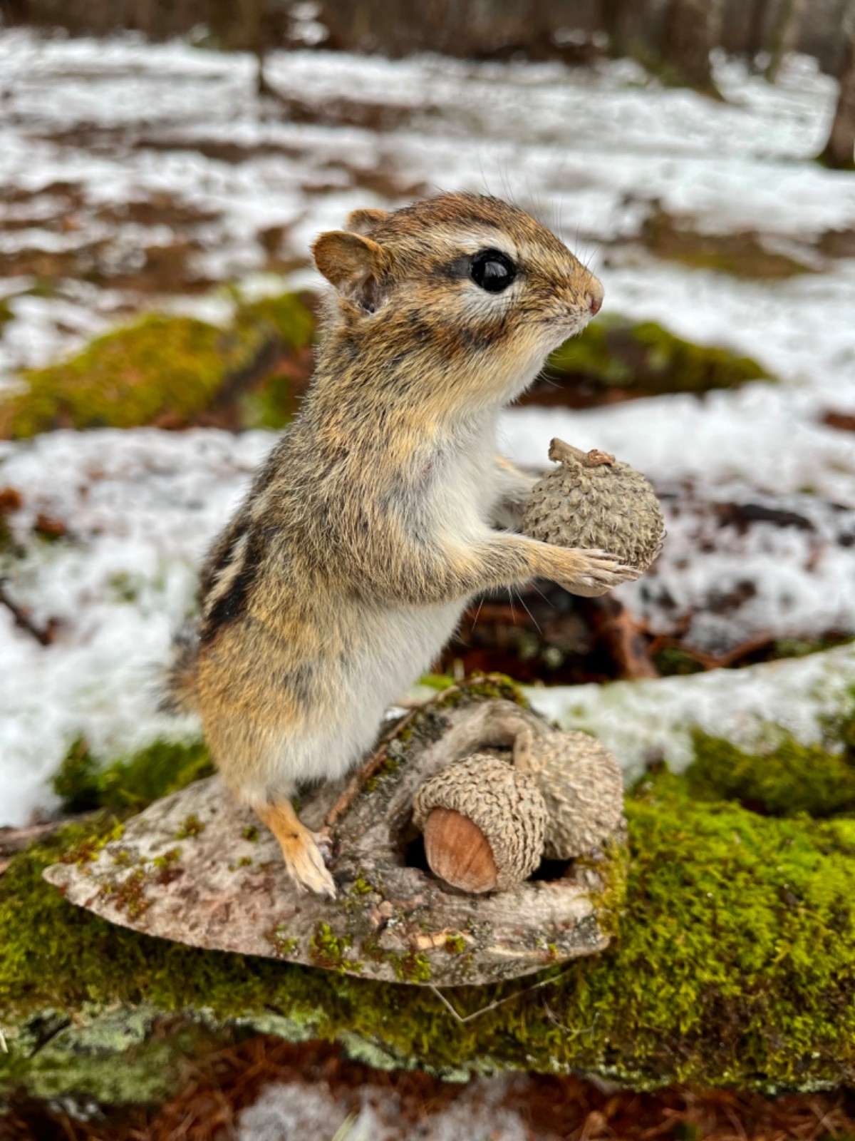 Chipmunk Taxidermy, Eastern Chipmunk Mount, Squirrel Taxidermy, Nature,Gift! NEW
