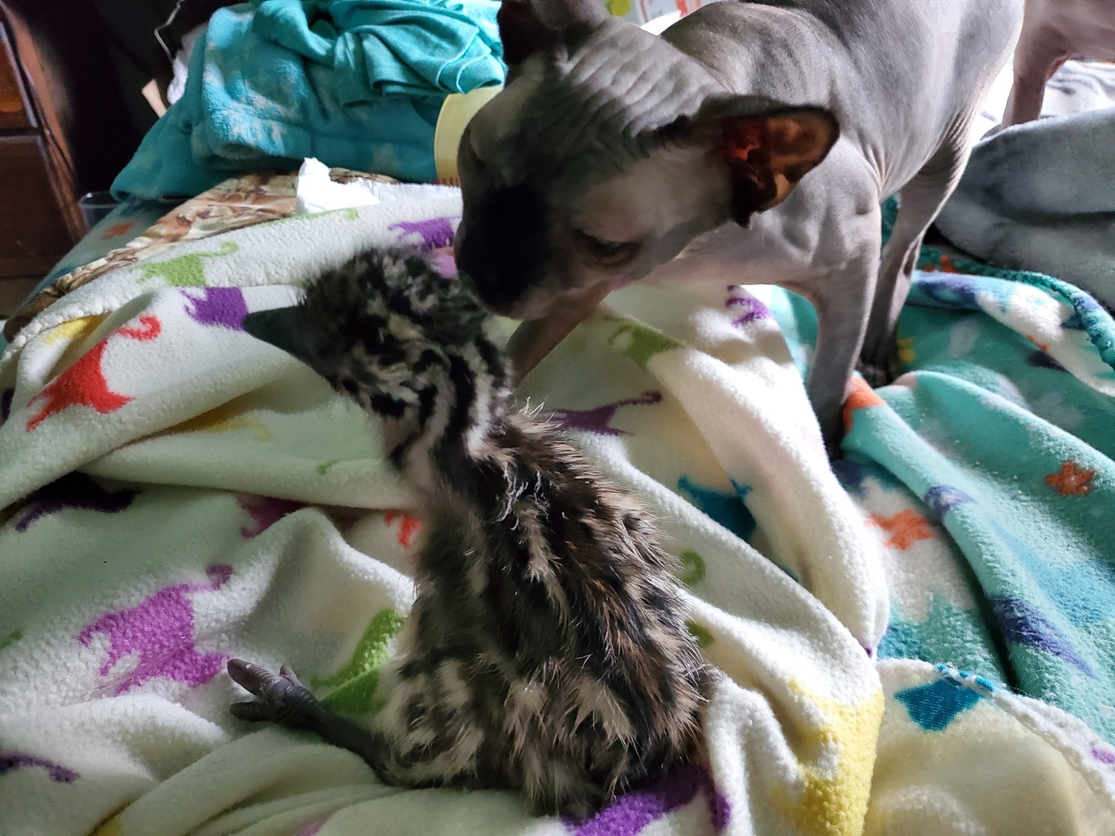 1 EMU Hatching Eggs - Blonde/White/Normal Breeding MOB!