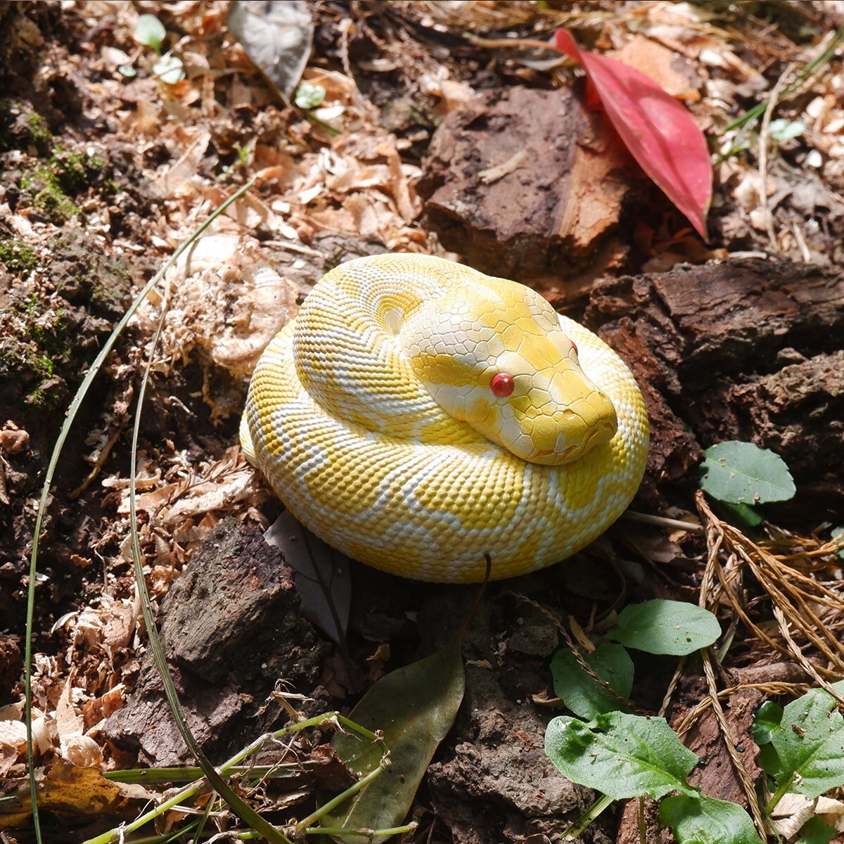 【In-Stock】 Animal Heavenly Body Albino Burmese Python molurus Snake Statue