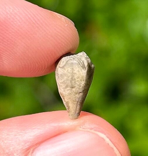 RARE Fossil Blastoid Heteroschisma subtrunctatum Michigan Devonian Age