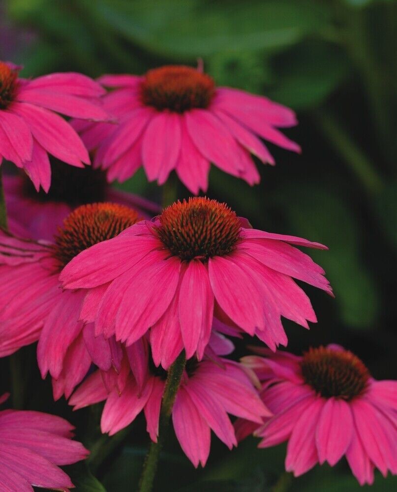 144 ECHINACEA  POWWOW WILD BERRY Live Plants Plugs Coneflower AV