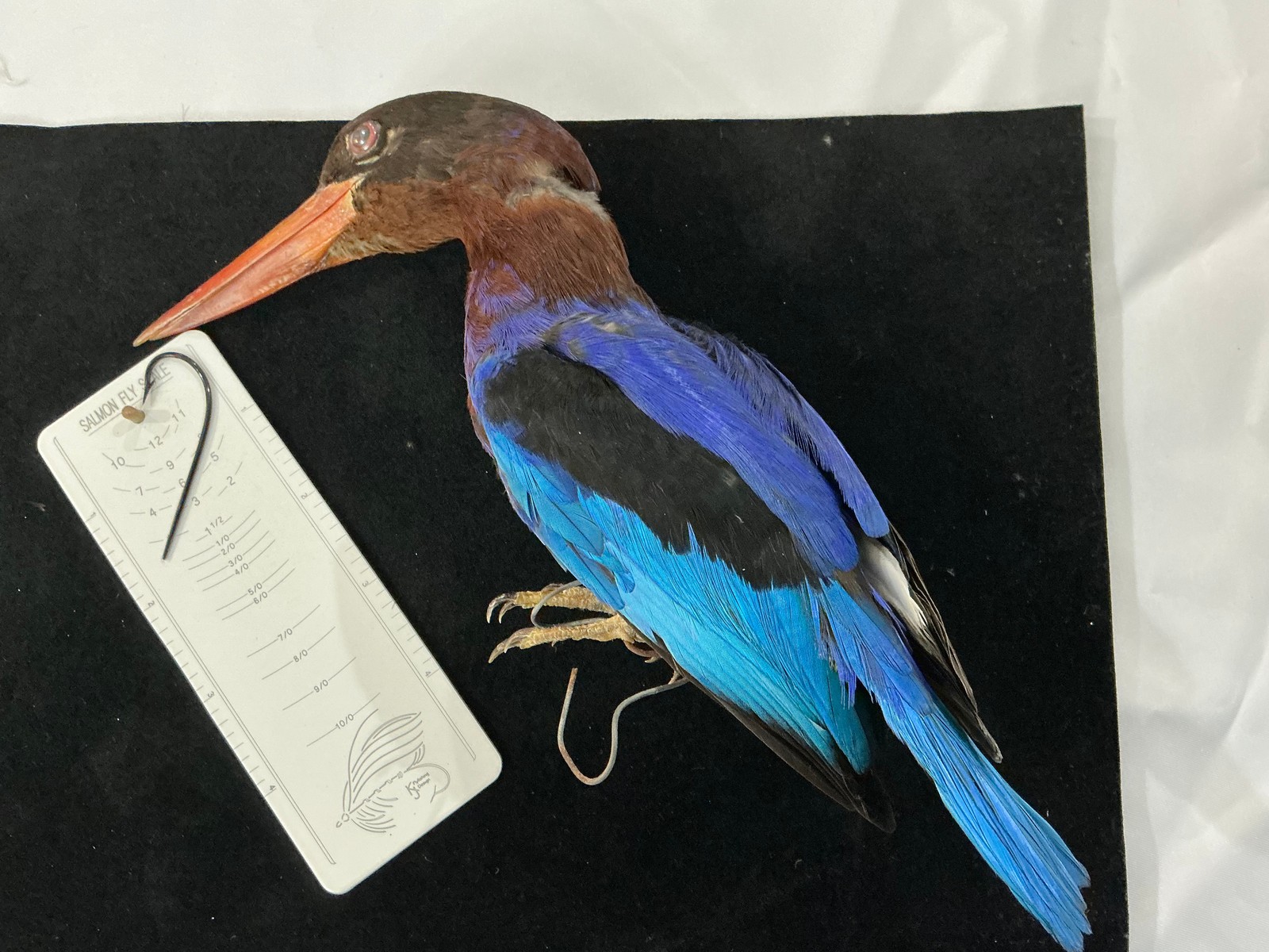 Purple Kingfisher Bird Mount
