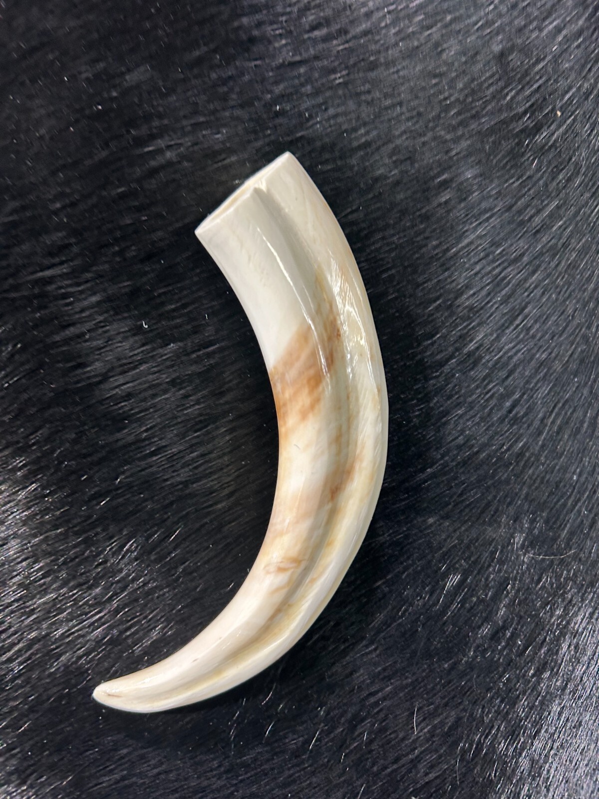 Warthog Tusk- 1 Genuine Polished Warthog Tusk - Average Size: 6 to 8 inches