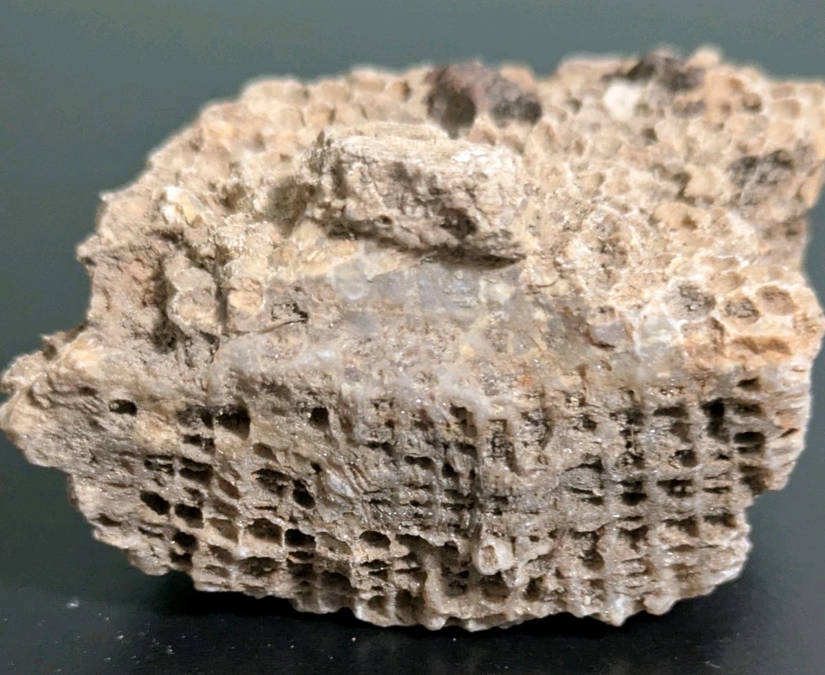 Favosites Coral Fossil 250-500 Million Years Old!! "Honeycomb Coral"