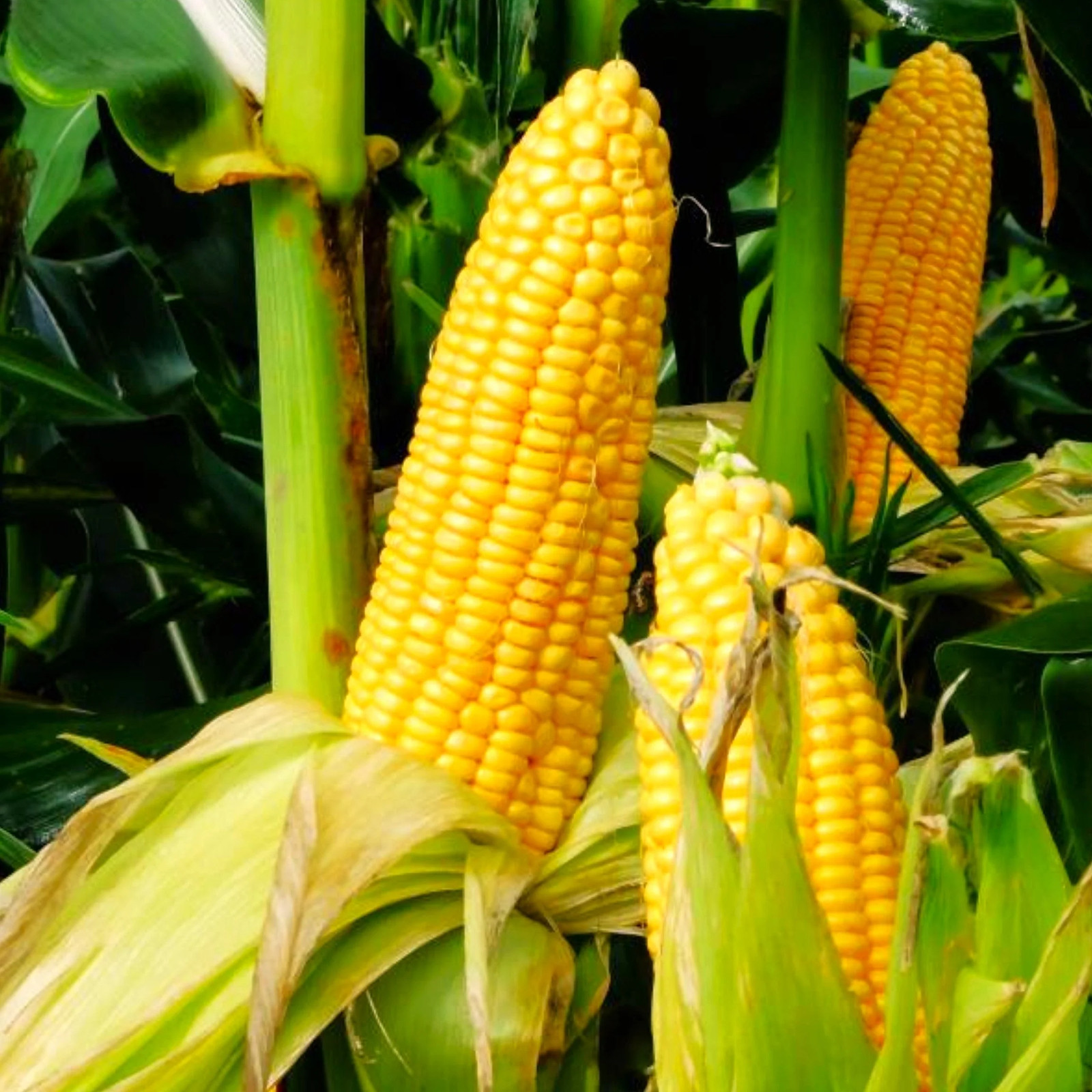 Honey Select Triple Sweet Corn Seeds - For 2026 Planting AAS Winner Yellow