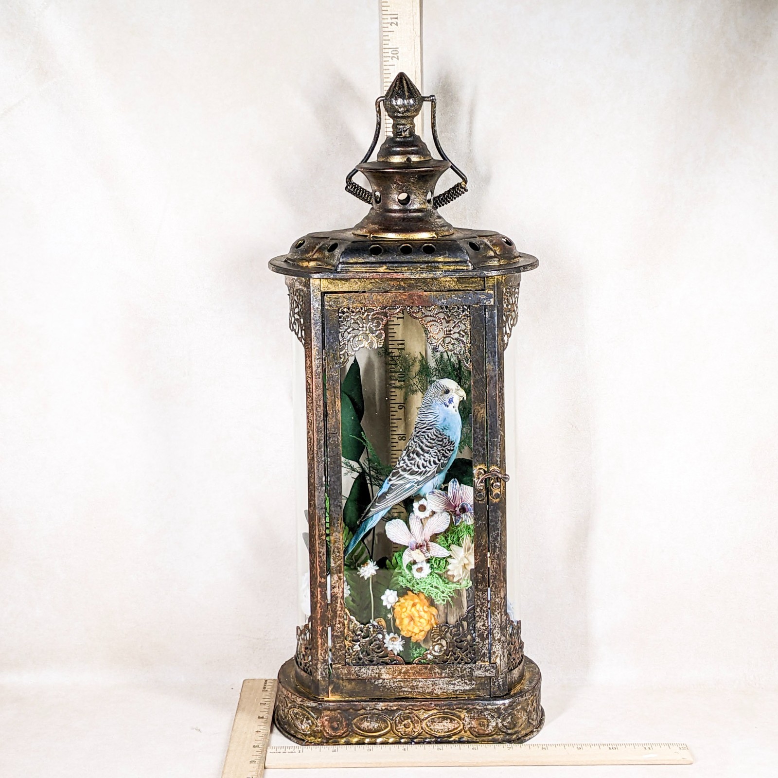 Parakeet Taxidermy Oddities Curiosities Antique Style Display Collectible