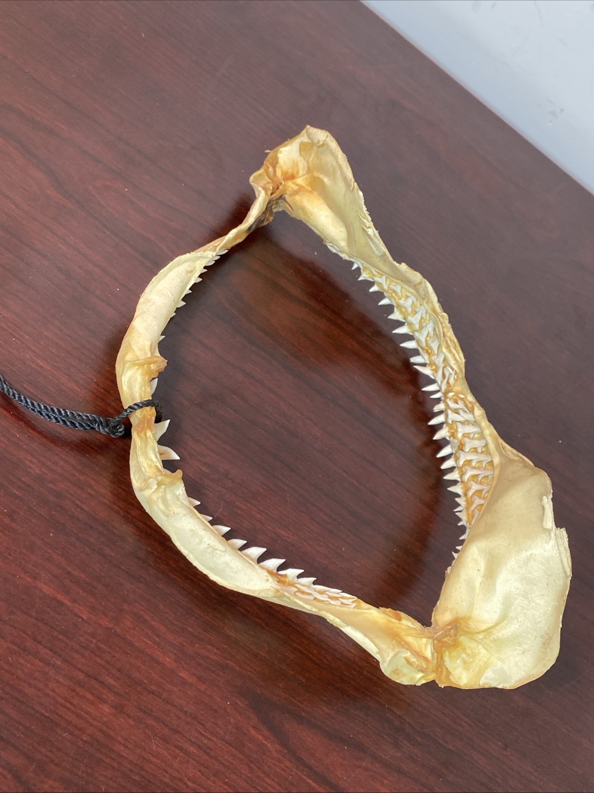 Vintage Bull Shark Jaw Taxidermy 4 Rows Of Teeth 9.5” Wide x6.25” Nautical Decor