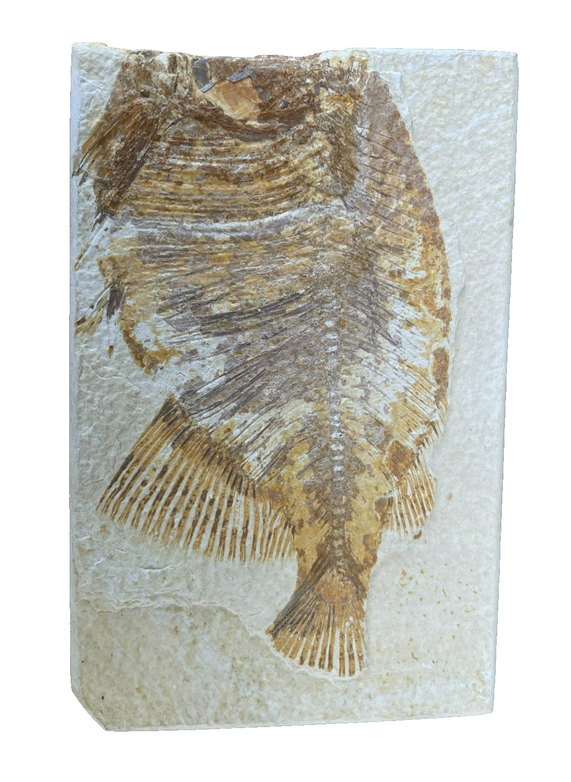 Fossil Fish Plate Natural Formation