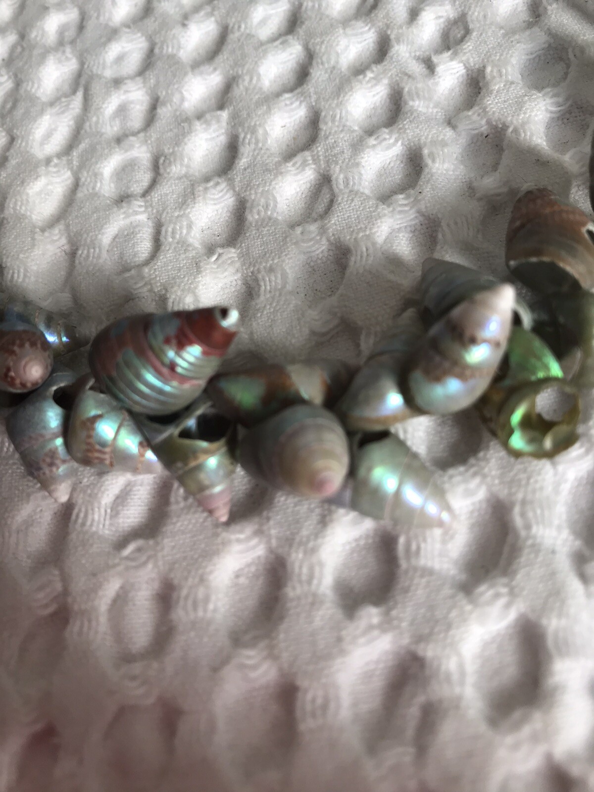 RARE OLD TRADE STRING OF MAIREENER SHELLS