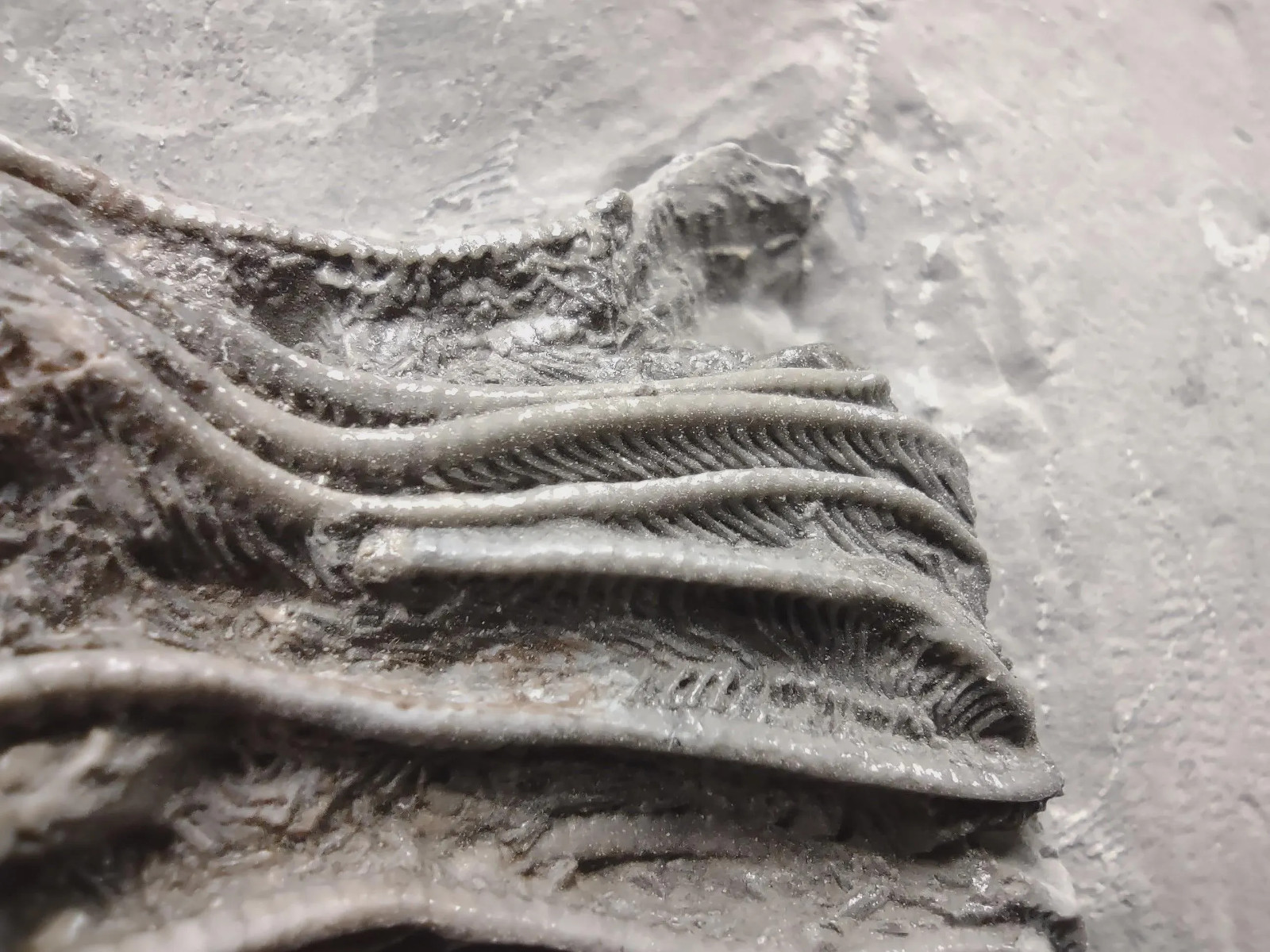Gastropod on Fossil Crinoid, Crawfordsville, IN