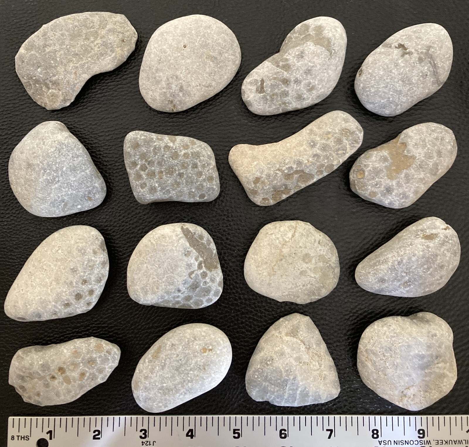 16pc BULK Michigan Petoskey Stones (Hexagonaria) - Natural Fossils 3LBS