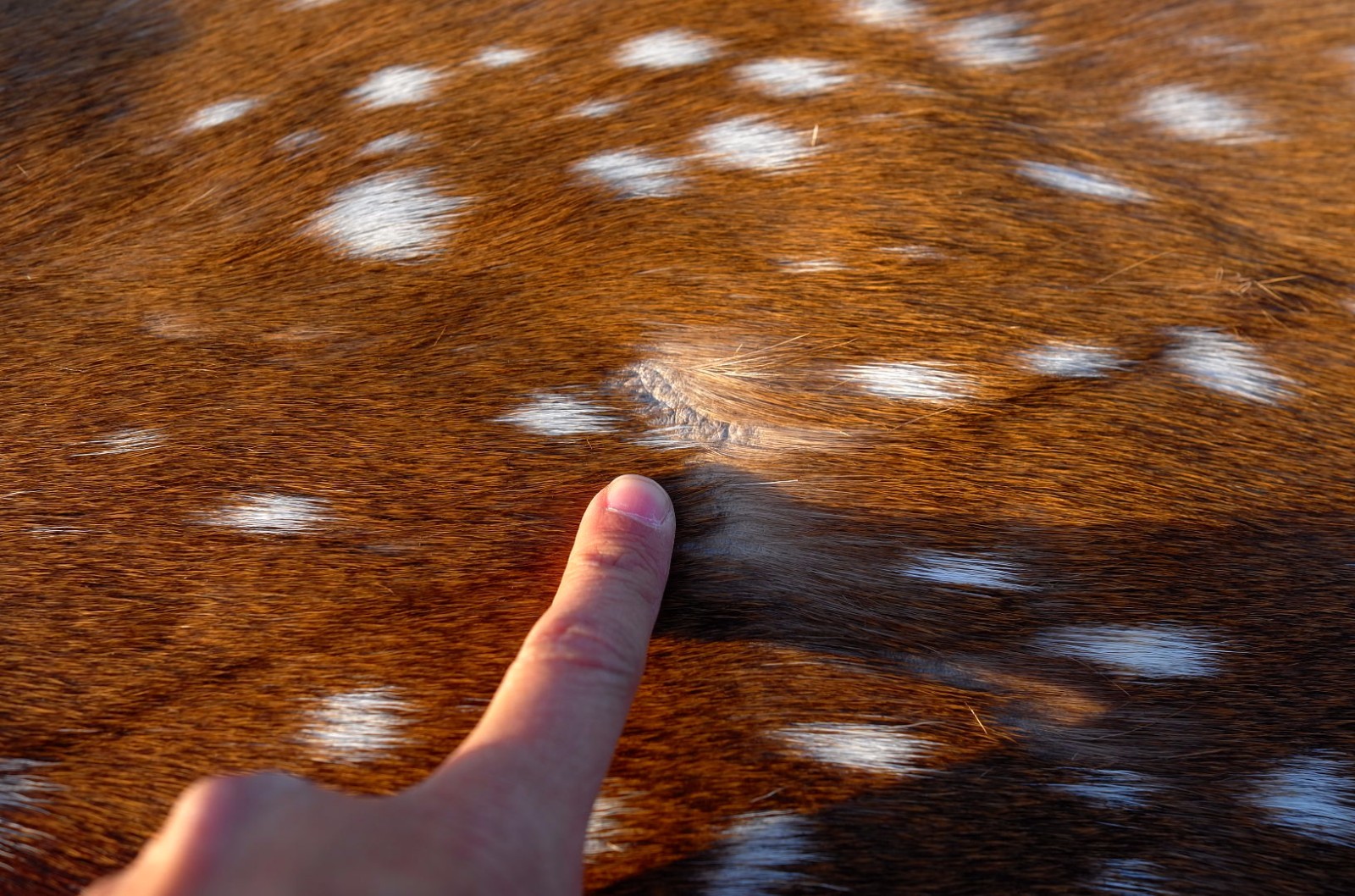 Axis Deer Skin Second Grade -Axis Deer Hide Size: 38"X30" Cheetal deer buck hide