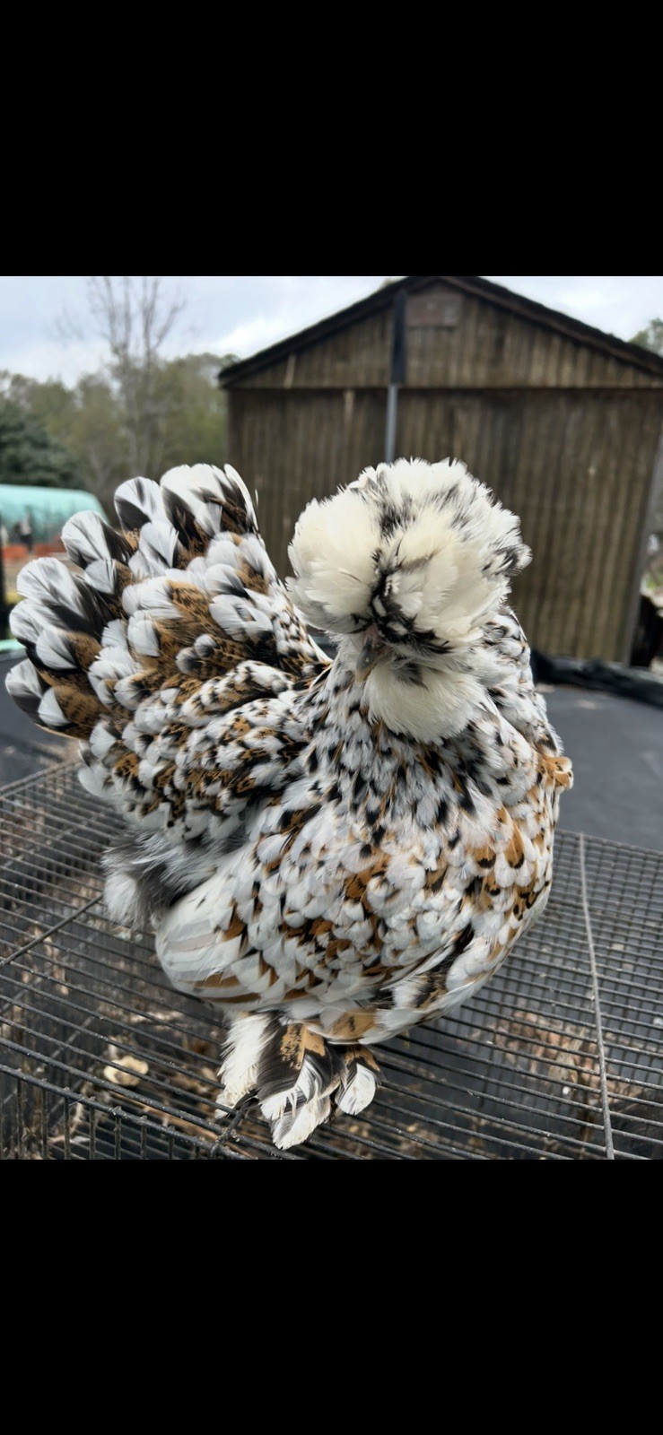 12+ Mille Fleur Satin Hatching Eggs NPIP & AI Clean.