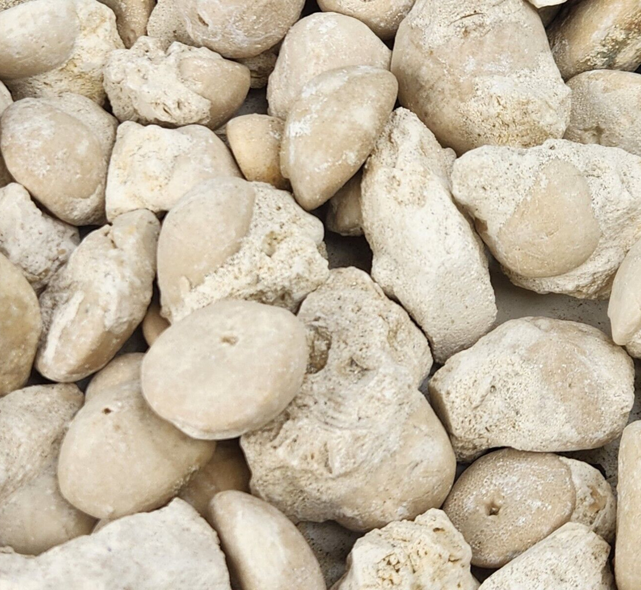 Fossil Sea Urchin (Echinoid) - Florida - 1 Per Purchase - Matrix/Free Standing