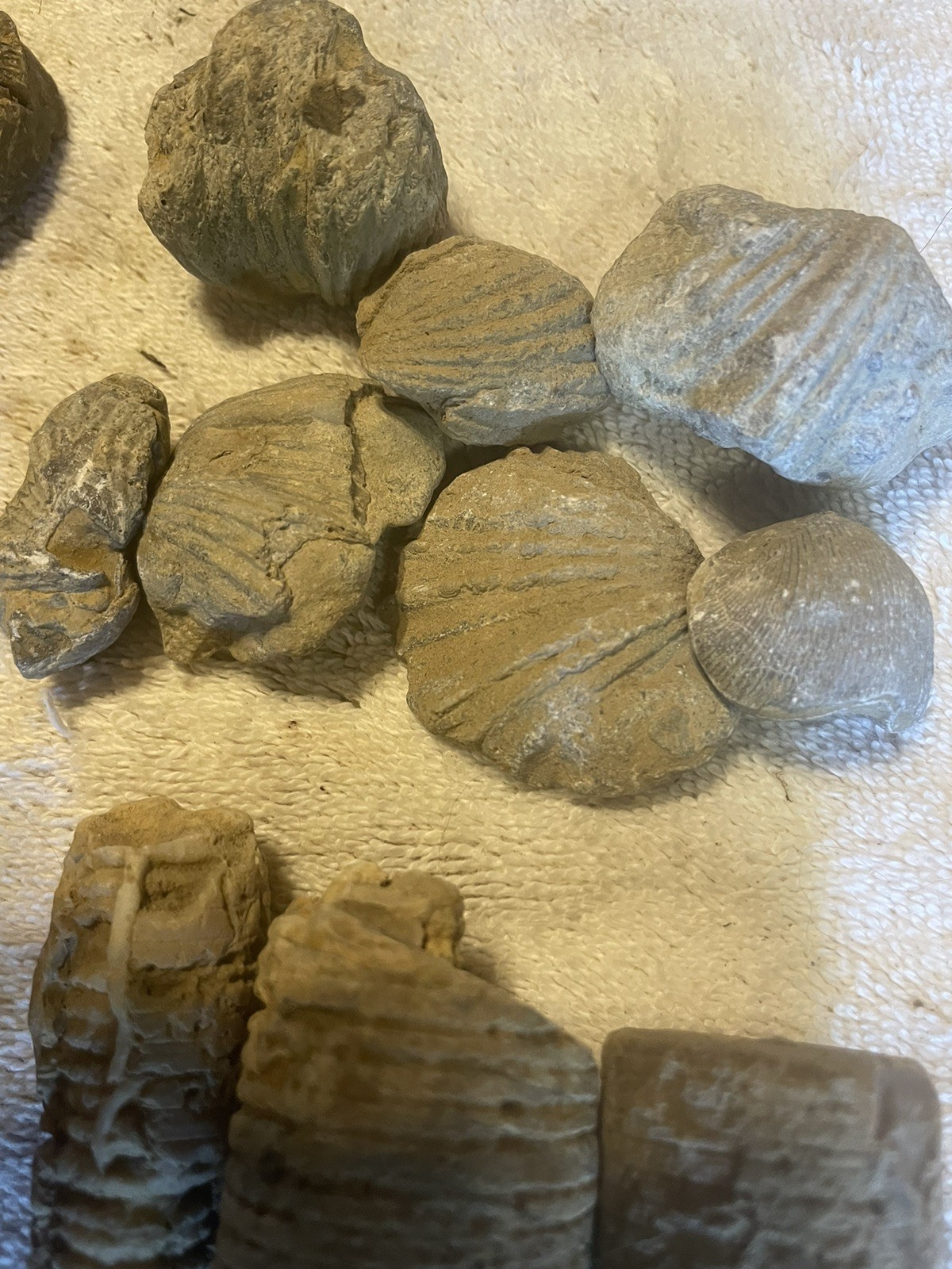 26-VARIOUS KENTUCKY FOSSILS. NICE ONES. 1” TO 2 1/2”.