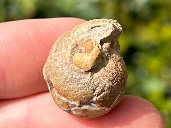 Oklahoma Fossil Goniatite Glaphyrites hyattianus Pennsylvanian Age Ammonite