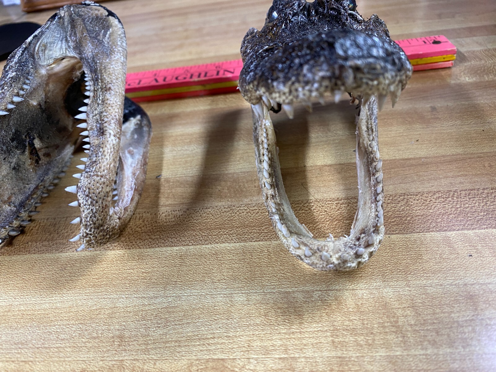 Alligator Skull You are buying only one