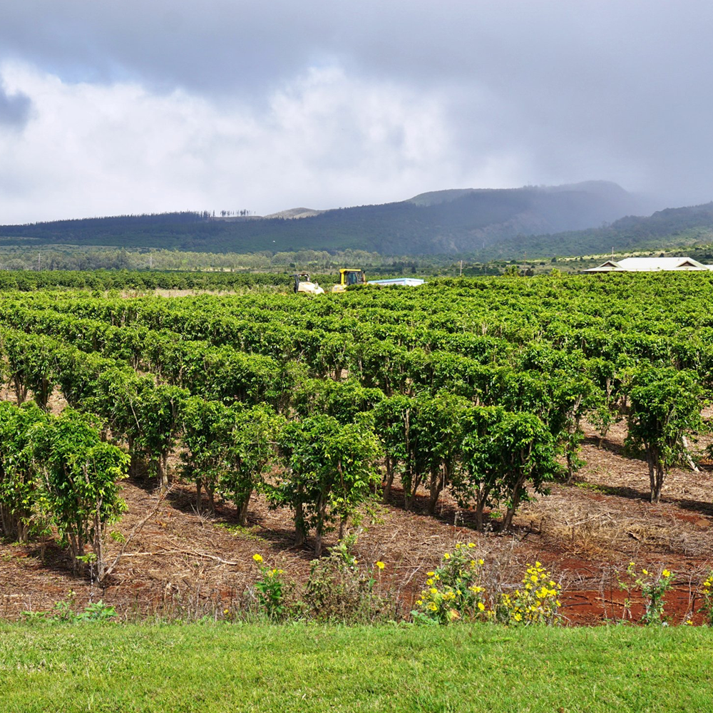 100% HAWAIIAN / KONA COFFEE BEANS MEDIUM ROASTED 2 / 12 POUNDS