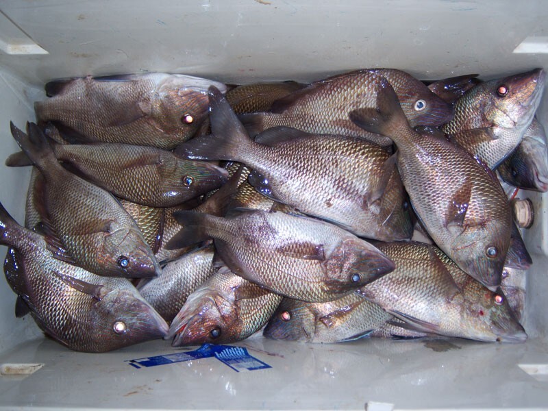 15 Surf Fishing Rigs Hi-Low Rigs Pompano Whiting Snappers Drum Spots Croakers