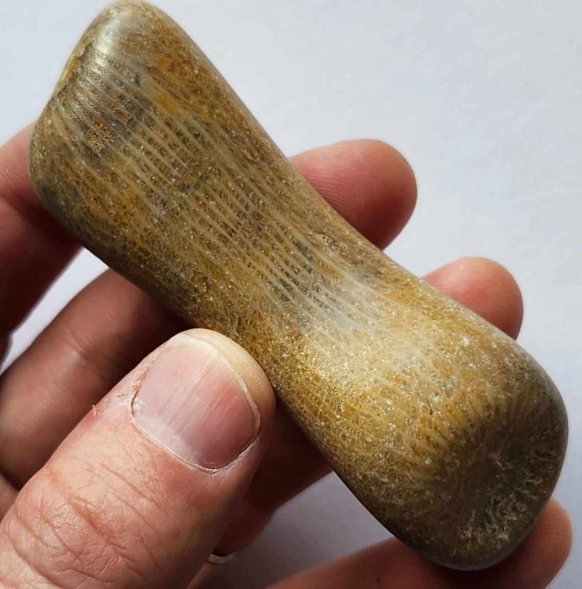 70g Awesome Tumbled Fossil Horned Coral Central Texas Pennsylvanian