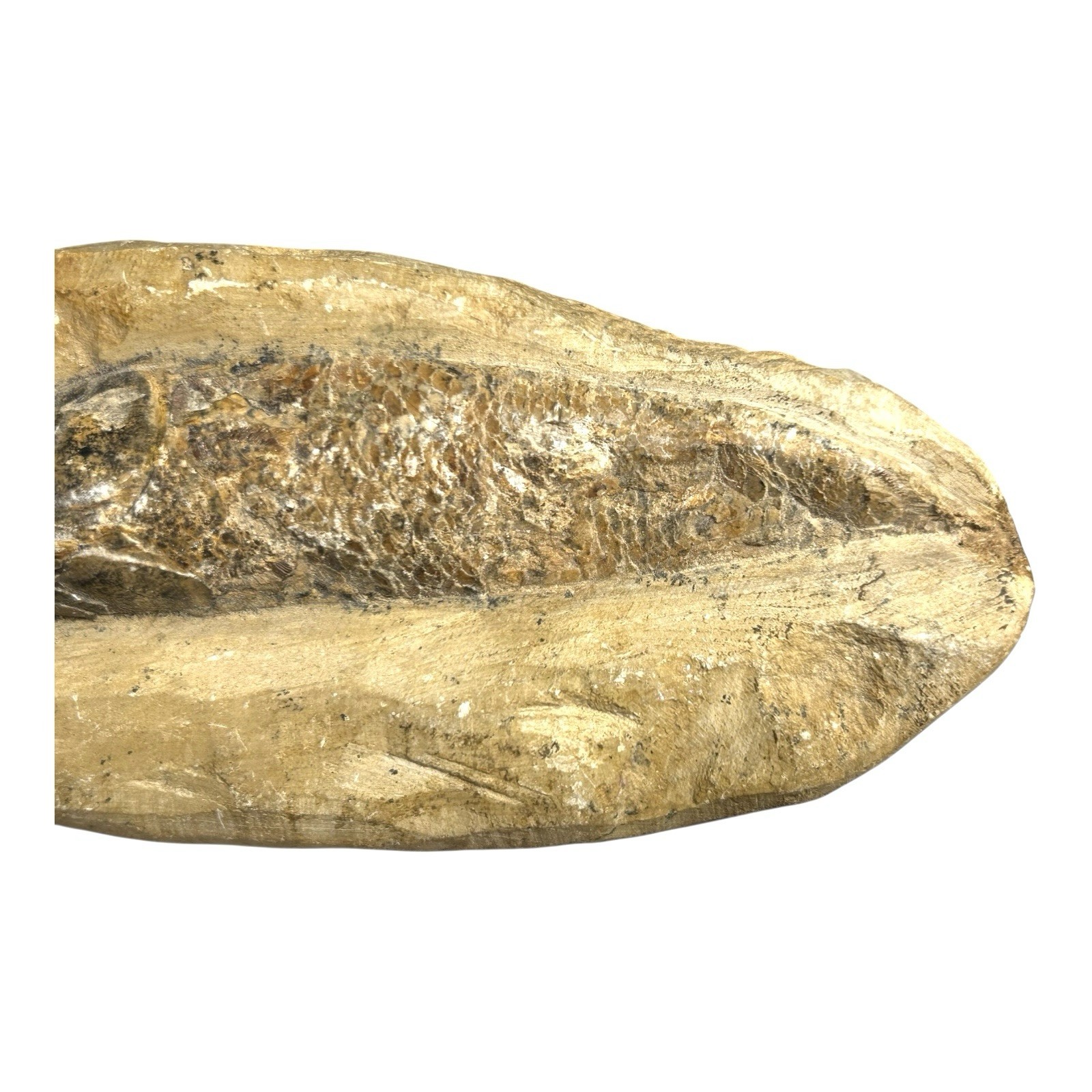 Prehistoric Lower Cretaceous Period Rhacolepis Fossil