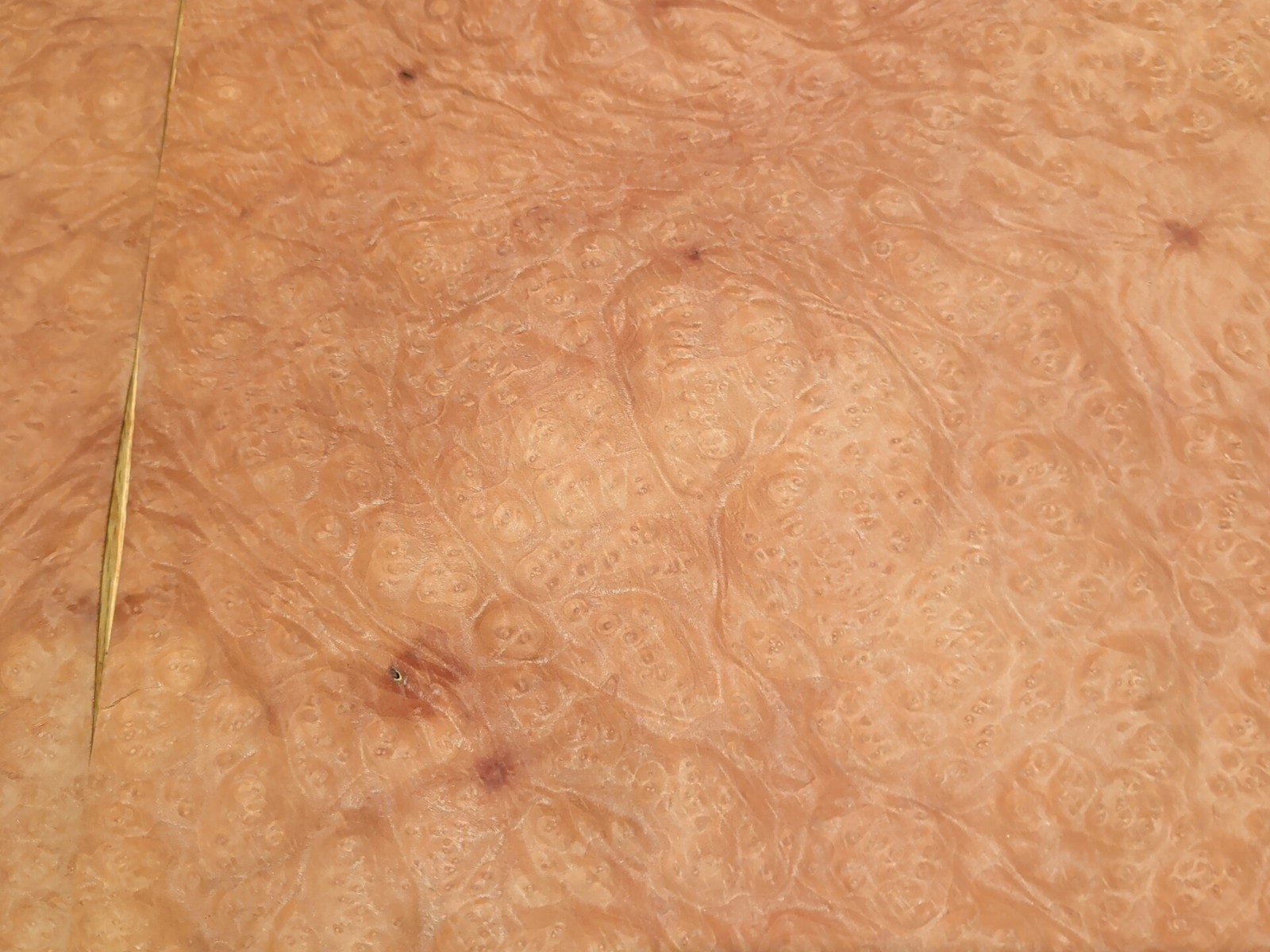 Madrone burl veneer 14 3/4" x 15 1/2" each, 2 pieces wood 1/42" raw