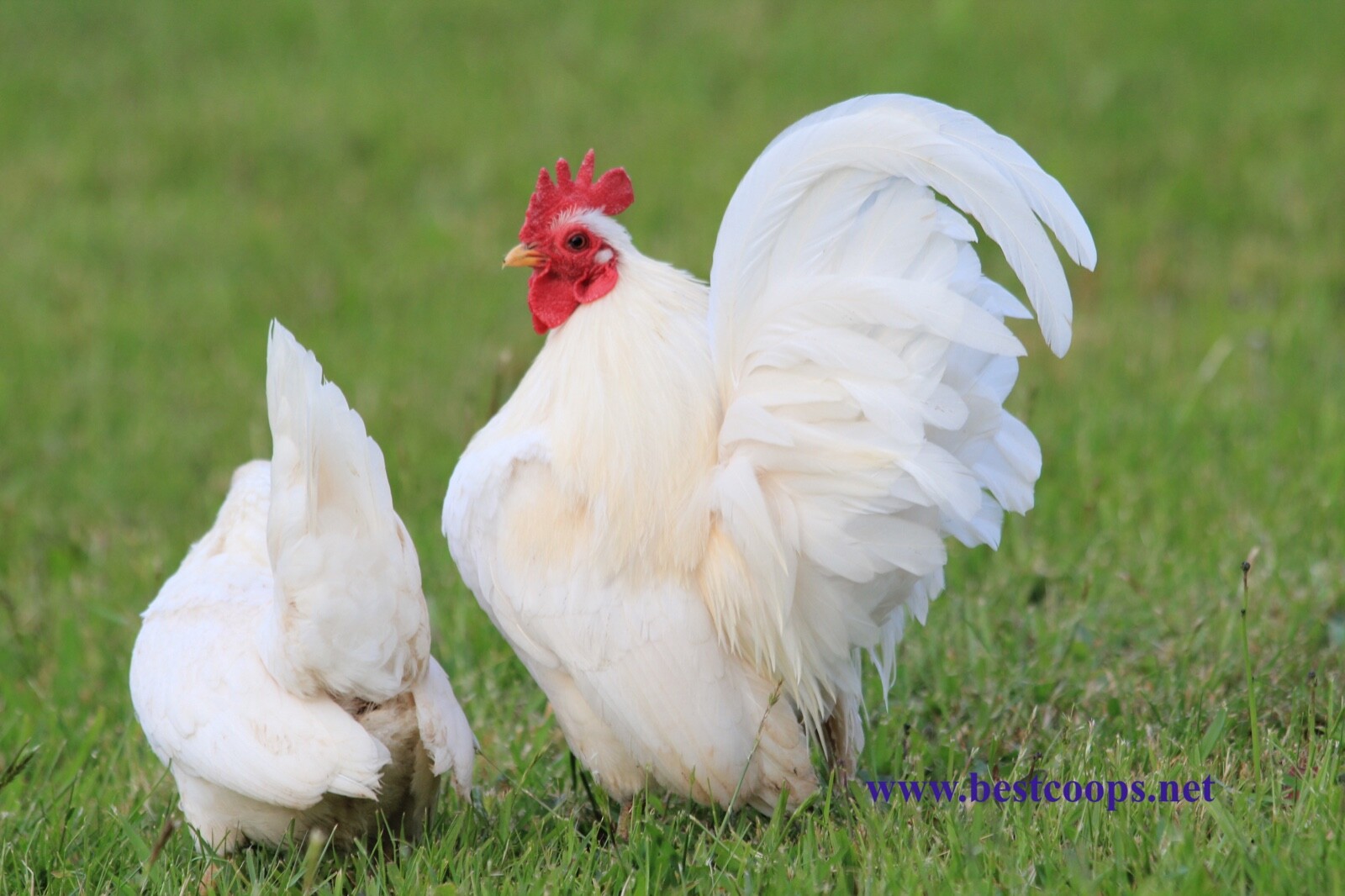 12+ Fertile Show Quality Serama Chicken Hatching Eggs
