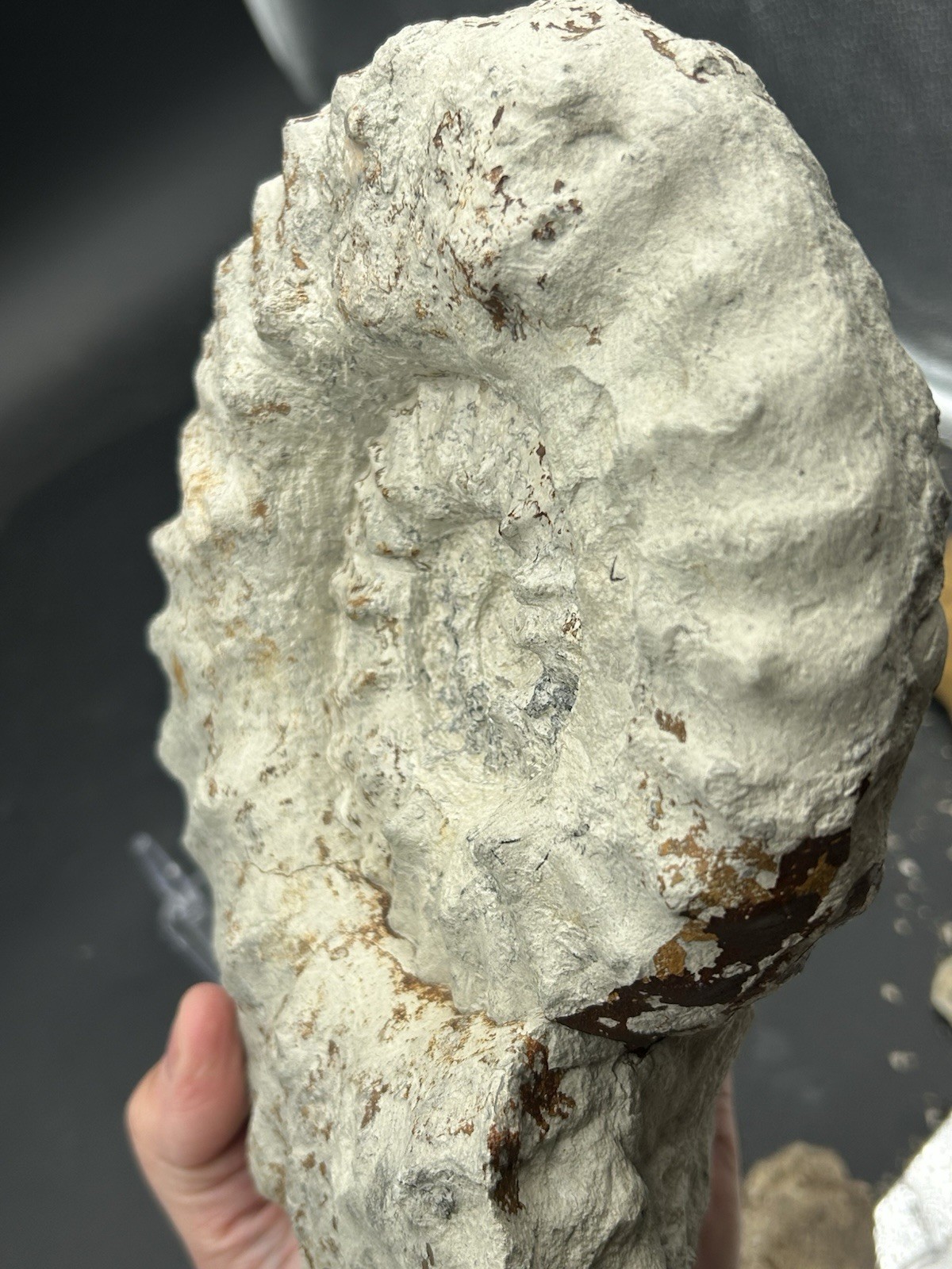 NICE 9.5” Dinosaur Age Mortoniceras Sp. Texas Fossil Ammonite! Both Sides Great!