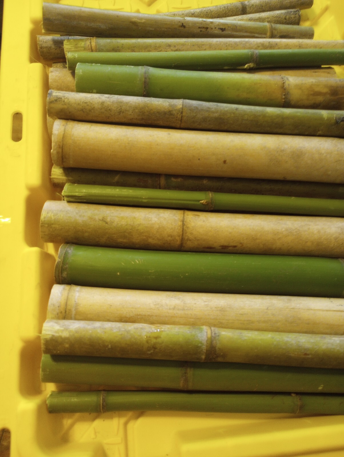 10 Bamboo 12" Poles Variety Sizes Decoration Tiki 1' Make Your Own Bee Hive