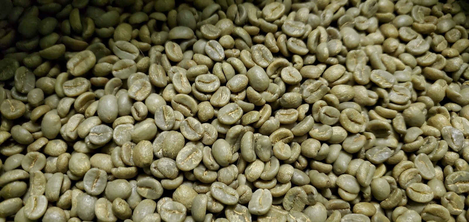 5 LB COSTA RICA, COSTA RICAN, UNROASTED GREEN COFFEE BEANS FIVE POUND - ARABICA