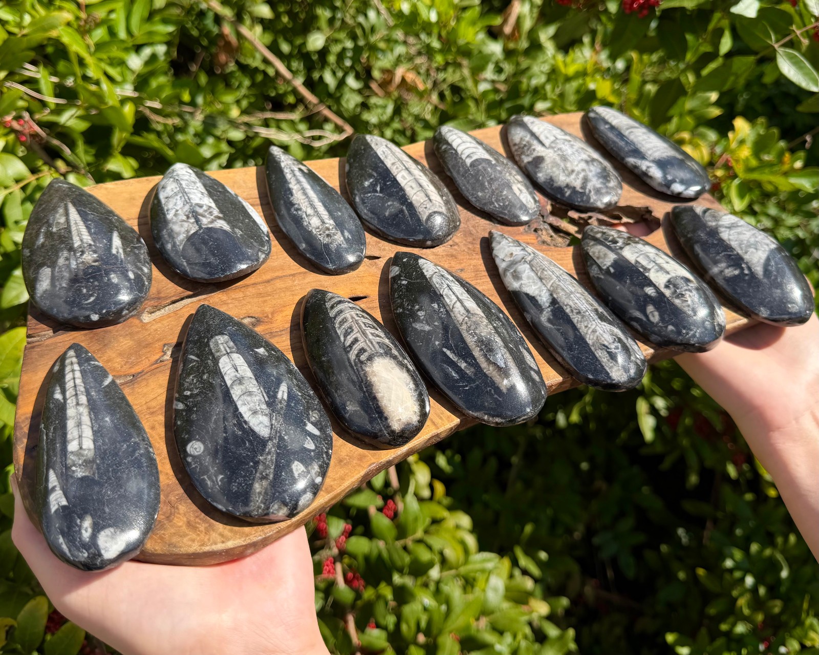 LARGE Orthoceras Fossils, Fossilized Ancient Cephalopod (465+ Million Years Old)