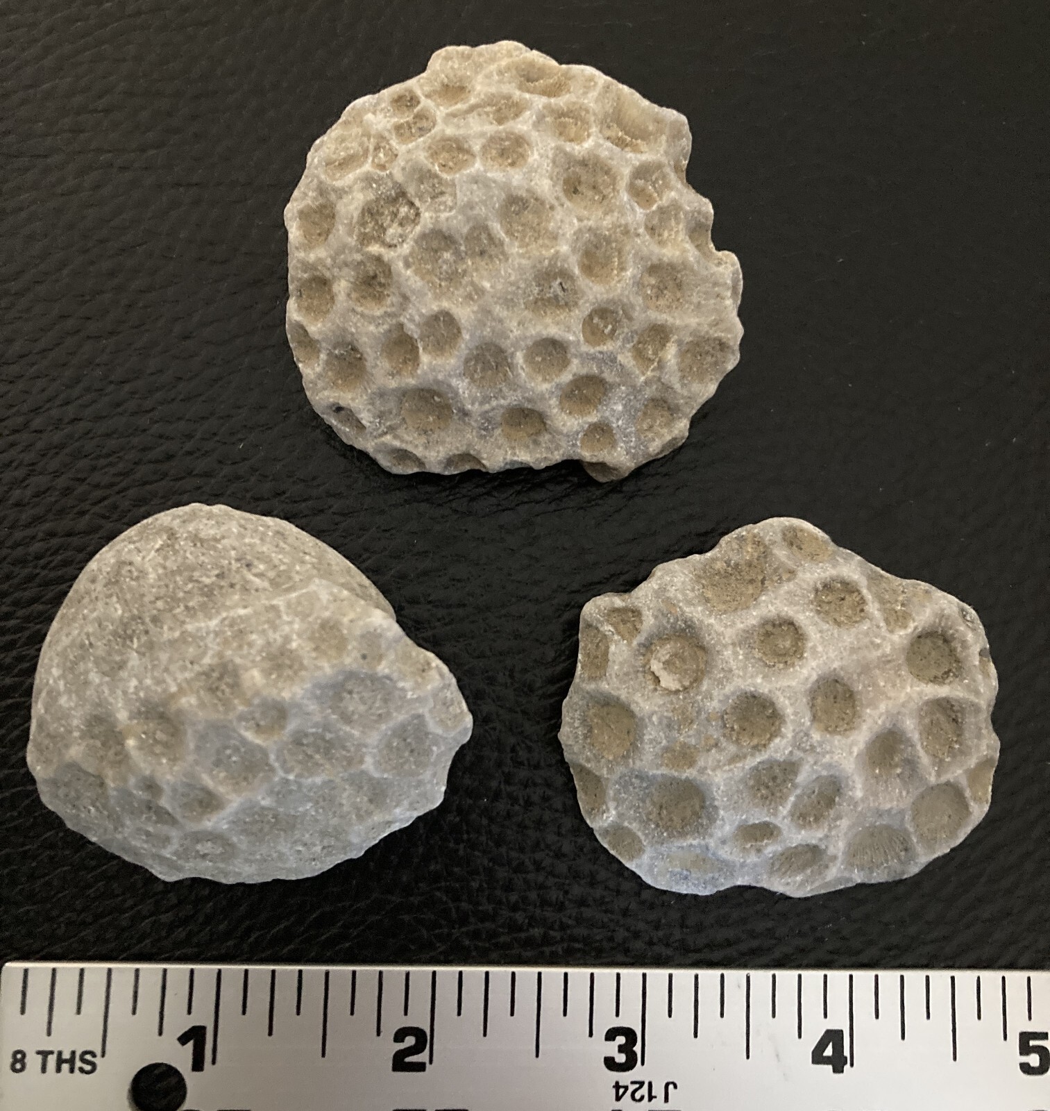 3pc Michigan Petoskey Stones Hexagonaria - Detailed Coral Head Fossil Specimens